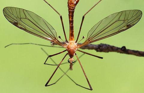 Crane Flies - Subfamily Tipulinae I'm still working on the ID for these crane flies. My top 3 choices are: Nephrotoma ferruginea, Tipula paludosa, or Tipula ultima. I favor the last option at the moment.

This morning, I was hiding in the shade of a conifer, trying to get some bird photos, but I was distracted by the 100's of crane flies that were flying around - most mating. They were everywhere, even crawling on me. It was really cool!

Habitat: Meadow
https://www.jungledragon.com/image/116073/crane_flies_-_subfamily_tipulinae.html
https://www.jungledragon.com/image/116071/crane_flies_-_subfamily_tipulinae.html
https://www.jungledragon.com/image/116070/crane_flies_-_subfamily_tipulinae.html
https://www.jungledragon.com/image/116069/crane_flies_-_subfamily_tipulinae.html
https://www.jungledragon.com/image/116068/crane_flies_-_subfamily_tipulinae.html
https://www.jungledragon.com/image/116072/crane_flies_-_subfamily_tipulinae.html
 Crane fly,Geotagged,Spring,Tipulidae,United States