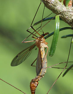 Crane Flies - Subfamily Tipulinae I'm still working on the ID for these crane flies. My top 3 choices are: Nephrotoma ferruginea, Tipula paludosa, or Tipula ultima. I favor the last option at the moment.

This morning, I was hiding in the shade of a conifer, trying to get some bird photos, but I was distracted by the 100's of crane flies that were flying around - most mating. They were everywhere, even crawling on me. It was really cool!

Habitat: Meadow
https://www.jungledragon.com/image/116073/crane_flies_-_subfamily_tipulinae.html
https://www.jungledragon.com/image/116071/crane_flies_-_subfamily_tipulinae.html
https://www.jungledragon.com/image/116070/crane_flies_-_subfamily_tipulinae.html
https://www.jungledragon.com/image/116069/crane_flies_-_subfamily_tipulinae.html
https://www.jungledragon.com/image/116068/crane_flies_-_subfamily_tipulinae.html
https://www.jungledragon.com/image/116072/crane_flies_-_subfamily_tipulinae.html Crane fly,Geotagged,Spring,Tipulidae,United States