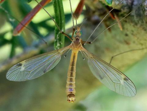 Crane Flies - Subfamily Tipulinae I'm still working on the ID for these crane flies. My top 3 choices are: Nephrotoma ferruginea, Tipula paludosa, or Tipula ultima. I favor the last option at the moment.

This morning, I was hiding in the shade of a conifer, trying to get some bird photos, but I was distracted by the 100's of crane flies that were flying around - most mating. They were everywhere, even crawling on me. It was really cool!

Habitat: Meadow
https://www.jungledragon.com/image/116073/crane_flies_-_subfamily_tipulinae.html
https://www.jungledragon.com/image/116071/crane_flies_-_subfamily_tipulinae.html
https://www.jungledragon.com/image/116070/crane_flies_-_subfamily_tipulinae.html
https://www.jungledragon.com/image/116069/crane_flies_-_subfamily_tipulinae.html
https://www.jungledragon.com/image/116068/crane_flies_-_subfamily_tipulinae.html
https://www.jungledragon.com/image/116072/crane_flies_-_subfamily_tipulinae.html Crane fly,Geotagged,Spring,Tipulidae,United States
