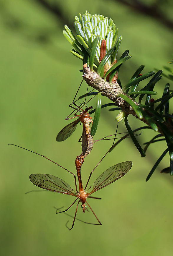 Crane Flies - Subfamily Tipulinae I'm still working on the ID for these crane flies. My top 3 choices are: Nephrotoma ferruginea, Tipula paludosa, or Tipula ultima. I favor the last option at the moment.<br />
<br />
This morning, I was hiding in the shade of a conifer, trying to get some bird photos, but I was distracted by the 100's of crane flies that were flying around - most mating. They were everywhere, even crawling on me. It was really cool!<br />
<br />
Habitat: Meadow<br />
<figure class="photo"><a href="https://www.jungledragon.com/image/116073/crane_flies_-_subfamily_tipulinae.html" title="Crane Flies - Subfamily Tipulinae"><img src="https://s3.amazonaws.com/media.jungledragon.com/images/3232/116073_thumb.jpg?AWSAccessKeyId=05GMT0V3GWVNE7GGM1R2&Expires=1759968010&Signature=WcpIGGtKTj62l3e5FfM8N3gLTGE%3D" width="124" height="152" alt="Crane Flies - Subfamily Tipulinae Check out the haltere! And, the eyes! <br />
<br />
I'm still working on the ID for these crane flies. My top 3 choices are: Nephrotoma ferruginea, Tipula paludosa, or Tipula ultima. I favor the last option at the moment.<br />
<br />
This morning, I was hiding in the shade of a conifer, trying to get some bird photos, but I was distracted by the 100's of crane flies that were flying around - most mating. They were everywhere, even crawling on me. It was really cool!<br />
<br />
Habitat: Meadow<br />
https://www.jungledragon.com/image/116073/crane_flies_-_subfamily_tipulinae.html<br />
https://www.jungledragon.com/image/116071/crane_flies_-_subfamily_tipulinae.html<br />
https://www.jungledragon.com/image/116070/crane_flies_-_subfamily_tipulinae.html<br />
https://www.jungledragon.com/image/116069/crane_flies_-_subfamily_tipulinae.html<br />
https://www.jungledragon.com/image/116068/crane_flies_-_subfamily_tipulinae.html<br />
https://www.jungledragon.com/image/116072/crane_flies_-_subfamily_tipulinae.html Crane fly,Geotagged,Spring,Tipulidae,United States" /></a></figure><br />
<figure class="photo"><a href="https://www.jungledragon.com/image/116071/crane_flies_-_subfamily_tipulinae.html" title="Crane Flies - Subfamily Tipulinae"><img src="https://s3.amazonaws.com/media.jungledragon.com/images/3232/116071_thumb.jpg?AWSAccessKeyId=05GMT0V3GWVNE7GGM1R2&Expires=1759968010&Signature=x3%2BrxAP6Mqq00ttlV1jrf0H7VHI%3D" width="200" height="152" alt="Crane Flies - Subfamily Tipulinae I'm still working on the ID for these crane flies. My top 3 choices are: Nephrotoma ferruginea, Tipula paludosa, or Tipula ultima. I favor the last option at the moment.<br />
<br />
This morning, I was hiding in the shade of a conifer, trying to get some bird photos, but I was distracted by the 100's of crane flies that were flying around - most mating. They were everywhere, even crawling on me. It was really cool!<br />
<br />
Habitat: Meadow<br />
https://www.jungledragon.com/image/116073/crane_flies_-_subfamily_tipulinae.html<br />
https://www.jungledragon.com/image/116071/crane_flies_-_subfamily_tipulinae.html<br />
https://www.jungledragon.com/image/116070/crane_flies_-_subfamily_tipulinae.html<br />
https://www.jungledragon.com/image/116069/crane_flies_-_subfamily_tipulinae.html<br />
https://www.jungledragon.com/image/116068/crane_flies_-_subfamily_tipulinae.html<br />
https://www.jungledragon.com/image/116072/crane_flies_-_subfamily_tipulinae.html Crane fly,Geotagged,Spring,Tipulidae,United States" /></a></figure><br />
<figure class="photo"><a href="https://www.jungledragon.com/image/116070/crane_flies_-_subfamily_tipulinae.html" title="Crane Flies - Subfamily Tipulinae"><img src="https://s3.amazonaws.com/media.jungledragon.com/images/3232/116070_thumb.jpg?AWSAccessKeyId=05GMT0V3GWVNE7GGM1R2&Expires=1759968010&Signature=2CYujU7%2BsiKlE4zRjUc5Hjmggf4%3D" width="120" height="152" alt="Crane Flies - Subfamily Tipulinae I'm still working on the ID for these crane flies. My top 3 choices are: Nephrotoma ferruginea, Tipula paludosa, or Tipula ultima. I favor the last option at the moment.<br />
<br />
This morning, I was hiding in the shade of a conifer, trying to get some bird photos, but I was distracted by the 100's of crane flies that were flying around - most mating. They were everywhere, even crawling on me. It was really cool!<br />
<br />
Habitat: Meadow<br />
https://www.jungledragon.com/image/116073/crane_flies_-_subfamily_tipulinae.html<br />
https://www.jungledragon.com/image/116071/crane_flies_-_subfamily_tipulinae.html<br />
https://www.jungledragon.com/image/116070/crane_flies_-_subfamily_tipulinae.html<br />
https://www.jungledragon.com/image/116069/crane_flies_-_subfamily_tipulinae.html<br />
https://www.jungledragon.com/image/116068/crane_flies_-_subfamily_tipulinae.html<br />
https://www.jungledragon.com/image/116072/crane_flies_-_subfamily_tipulinae.html Crane fly,Geotagged,Spring,Tipulidae,United States" /></a></figure><br />
<figure class="photo"><a href="https://www.jungledragon.com/image/116069/crane_flies_-_subfamily_tipulinae.html" title="Crane Flies - Subfamily Tipulinae"><img src="https://s3.amazonaws.com/media.jungledragon.com/images/3232/116069_thumb.jpg?AWSAccessKeyId=05GMT0V3GWVNE7GGM1R2&Expires=1759968010&Signature=Rn6L0tPYcdAqGnjGQgRGCTUj%2B1w%3D" width="200" height="130" alt="Crane Flies - Subfamily Tipulinae I'm still working on the ID for these crane flies. My top 3 choices are: Nephrotoma ferruginea, Tipula paludosa, or Tipula ultima. I favor the last option at the moment.<br />
<br />
This morning, I was hiding in the shade of a conifer, trying to get some bird photos, but I was distracted by the 100's of crane flies that were flying around - most mating. They were everywhere, even crawling on me. It was really cool!<br />
<br />
Habitat: Meadow<br />
https://www.jungledragon.com/image/116073/crane_flies_-_subfamily_tipulinae.html<br />
https://www.jungledragon.com/image/116071/crane_flies_-_subfamily_tipulinae.html<br />
https://www.jungledragon.com/image/116070/crane_flies_-_subfamily_tipulinae.html<br />
https://www.jungledragon.com/image/116069/crane_flies_-_subfamily_tipulinae.html<br />
https://www.jungledragon.com/image/116068/crane_flies_-_subfamily_tipulinae.html<br />
https://www.jungledragon.com/image/116072/crane_flies_-_subfamily_tipulinae.html<br />
Crane fly,Geotagged,Spring,Tipulidae,United States" /></a></figure><br />
<figure class="photo"><a href="https://www.jungledragon.com/image/116068/crane_flies_-_subfamily_tipulinae.html" title="Crane Flies - Subfamily Tipulinae"><img src="https://s3.amazonaws.com/media.jungledragon.com/images/3232/116068_thumb.jpg?AWSAccessKeyId=05GMT0V3GWVNE7GGM1R2&Expires=1759968010&Signature=Nbd%2FbPfNmwPSximQ69jgM3RCuW0%3D" width="142" height="152" alt="Crane Flies - Subfamily Tipulinae I'm still working on the ID for these crane flies. My top 3 choices are: Nephrotoma ferruginea, Tipula paludosa, or Tipula ultima. I favor the last option at the moment.<br />
<br />
This morning, I was hiding in the shade of a conifer, trying to get some bird photos, but I was distracted by the 100's of crane flies that were flying around - most mating. They were everywhere, even crawling on me. It was really cool!<br />
<br />
Habitat: Meadow<br />
https://www.jungledragon.com/image/116073/crane_flies_-_subfamily_tipulinae.html<br />
https://www.jungledragon.com/image/116071/crane_flies_-_subfamily_tipulinae.html<br />
https://www.jungledragon.com/image/116070/crane_flies_-_subfamily_tipulinae.html<br />
https://www.jungledragon.com/image/116069/crane_flies_-_subfamily_tipulinae.html<br />
https://www.jungledragon.com/image/116068/crane_flies_-_subfamily_tipulinae.html<br />
https://www.jungledragon.com/image/116072/crane_flies_-_subfamily_tipulinae.html Crane fly,Geotagged,Spring,Tipulidae,United States" /></a></figure><br />
<figure class="photo"><a href="https://www.jungledragon.com/image/116072/crane_flies_-_subfamily_tipulinae.html" title="Crane Flies - Subfamily Tipulinae"><img src="https://s3.amazonaws.com/media.jungledragon.com/images/3232/116072_thumb.jpg?AWSAccessKeyId=05GMT0V3GWVNE7GGM1R2&Expires=1759968010&Signature=gvqJUozHKSdg6JQvezY%2BDzKMI3g%3D" width="104" height="152" alt="Crane Flies - Subfamily Tipulinae I'm still working on the ID for these crane flies. My top 3 choices are: Nephrotoma ferruginea, Tipula paludosa, or Tipula ultima. I favor the last option at the moment.<br />
<br />
This morning, I was hiding in the shade of a conifer, trying to get some bird photos, but I was distracted by the 100's of crane flies that were flying around - most mating. They were everywhere, even crawling on me. It was really cool!<br />
<br />
Habitat: Meadow<br />
https://www.jungledragon.com/image/116073/crane_flies_-_subfamily_tipulinae.html<br />
https://www.jungledragon.com/image/116071/crane_flies_-_subfamily_tipulinae.html<br />
https://www.jungledragon.com/image/116070/crane_flies_-_subfamily_tipulinae.html<br />
https://www.jungledragon.com/image/116069/crane_flies_-_subfamily_tipulinae.html<br />
https://www.jungledragon.com/image/116068/crane_flies_-_subfamily_tipulinae.html<br />
https://www.jungledragon.com/image/116072/crane_flies_-_subfamily_tipulinae.html Crane fly,Geotagged,Spring,Tipula,Tipulidae,Tipulinae,United States,crane fly" /></a></figure> Crane fly,Geotagged,Spring,Tipula,Tipulidae,Tipulinae,United States,crane fly