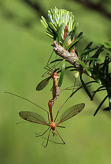 Crane Flies - Subfamily Tipulinae I'm still working on the ID for these crane flies. My top 3 choices are: Nephrotoma ferruginea, Tipula paludosa, or Tipula ultima.  I favor the last option at the moment.

This morning, I was hiding in the shade of a conifer, trying to get some bird photos, but I was distracted by the 100's of crane flies that were flying around - most mating. They were everywhere, even crawling on me. It was really cool!

Habitat: Meadow
https://www.jungledragon.com/image/116073/crane_flies_-_subfamily_tipulinae.html
https://www.jungledragon.com/image/116071/crane_flies_-_subfamily_tipulinae.html
https://www.jungledragon.com/image/116070/crane_flies_-_subfamily_tipulinae.html
https://www.jungledragon.com/image/116069/crane_flies_-_subfamily_tipulinae.html
https://www.jungledragon.com/image/116068/crane_flies_-_subfamily_tipulinae.html
https://www.jungledragon.com/image/116072/crane_flies_-_subfamily_tipulinae.html Crane fly,Geotagged,Spring,Tipula,Tipulidae,Tipulinae,United States,crane fly