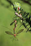Crane Flies - Tipula bicornis This morning, I was hiding in the shade of a conifer, trying to get some bird photos, but I was distracted by the 100's of crane flies that were flying around - most mating. They were everywhere, even crawling on me. It was really cool!<br />
<br />
Habitat: Meadow<br />
https://www.jungledragon.com/image/116073/crane_flies_-_subfamily_tipulinae.html<br />
https://www.jungledragon.com/image/116071/crane_flies_-_subfamily_tipulinae.html<br />
https://www.jungledragon.com/image/116070/crane_flies_-_subfamily_tipulinae.html<br />
https://www.jungledragon.com/image/116069/crane_flies_-_subfamily_tipulinae.html<br />
https://www.jungledragon.com/image/116068/crane_flies_-_subfamily_tipulinae.html<br />
https://www.jungledragon.com/image/116072/crane_flies_-_subfamily_tipulinae.html Crane fly,Geotagged,Spring,Tipula,Tipula bicornis,Tipulidae,Tipulinae,United States,crane fly