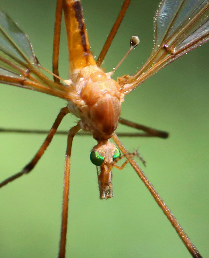 Crane Flies - Subfamily Tipulinae Check out the haltere! And, the eyes! <br />
<br />
I&#039;m still working on the ID for these crane flies. My top 3 choices are: Nephrotoma ferruginea, Tipula paludosa, or Tipula ultima. I favor the last option at the moment.<br />
<br />
This morning, I was hiding in the shade of a conifer, trying to get some bird photos, but I was distracted by the 100&#039;s of crane flies that were flying around - most mating. They were everywhere, even crawling on me. It was really cool!<br />
<br />
Habitat: Meadow<br />
<figure class="photo"><a href="https://www.jungledragon.com/image/116073/crane_flies_-_subfamily_tipulinae.html" title="Crane Flies - Subfamily Tipulinae"><img src="https://s3.amazonaws.com/media.jungledragon.com/images/3232/116073_thumb.jpg?AWSAccessKeyId=05GMT0V3GWVNE7GGM1R2&Expires=1769040010&Signature=Qh4EkGbfW5FLHBQ6SGCRSFtgvE8%3D" width="124" height="152" alt="Crane Flies - Subfamily Tipulinae Check out the haltere! And, the eyes! <br />
<br />
I&#039;m still working on the ID for these crane flies. My top 3 choices are: Nephrotoma ferruginea, Tipula paludosa, or Tipula ultima. I favor the last option at the moment.<br />
<br />
This morning, I was hiding in the shade of a conifer, trying to get some bird photos, but I was distracted by the 100&#039;s of crane flies that were flying around - most mating. They were everywhere, even crawling on me. It was really cool!<br />
<br />
Habitat: Meadow<br />
https://www.jungledragon.com/image/116073/crane_flies_-_subfamily_tipulinae.html<br />
https://www.jungledragon.com/image/116071/crane_flies_-_subfamily_tipulinae.html<br />
https://www.jungledragon.com/image/116070/crane_flies_-_subfamily_tipulinae.html<br />
https://www.jungledragon.com/image/116069/crane_flies_-_subfamily_tipulinae.html<br />
https://www.jungledragon.com/image/116068/crane_flies_-_subfamily_tipulinae.html<br />
https://www.jungledragon.com/image/116072/crane_flies_-_subfamily_tipulinae.html Crane fly,Geotagged,Spring,Tipulidae,United States" /></a></figure><br />
<figure class="photo"><a href="https://www.jungledragon.com/image/116071/crane_flies_-_subfamily_tipulinae.html" title="Crane Flies - Subfamily Tipulinae"><img src="https://s3.amazonaws.com/media.jungledragon.com/images/3232/116071_thumb.jpg?AWSAccessKeyId=05GMT0V3GWVNE7GGM1R2&Expires=1769040010&Signature=TKcoM8SBdy4vlPcoMXE%2BbRNgaVs%3D" width="200" height="152" alt="Crane Flies - Subfamily Tipulinae I&#039;m still working on the ID for these crane flies. My top 3 choices are: Nephrotoma ferruginea, Tipula paludosa, or Tipula ultima. I favor the last option at the moment.<br />
<br />
This morning, I was hiding in the shade of a conifer, trying to get some bird photos, but I was distracted by the 100&#039;s of crane flies that were flying around - most mating. They were everywhere, even crawling on me. It was really cool!<br />
<br />
Habitat: Meadow<br />
https://www.jungledragon.com/image/116073/crane_flies_-_subfamily_tipulinae.html<br />
https://www.jungledragon.com/image/116071/crane_flies_-_subfamily_tipulinae.html<br />
https://www.jungledragon.com/image/116070/crane_flies_-_subfamily_tipulinae.html<br />
https://www.jungledragon.com/image/116069/crane_flies_-_subfamily_tipulinae.html<br />
https://www.jungledragon.com/image/116068/crane_flies_-_subfamily_tipulinae.html<br />
https://www.jungledragon.com/image/116072/crane_flies_-_subfamily_tipulinae.html Crane fly,Geotagged,Spring,Tipulidae,United States" /></a></figure><br />
<figure class="photo"><a href="https://www.jungledragon.com/image/116070/crane_flies_-_subfamily_tipulinae.html" title="Crane Flies - Subfamily Tipulinae"><img src="https://s3.amazonaws.com/media.jungledragon.com/images/3232/116070_thumb.jpg?AWSAccessKeyId=05GMT0V3GWVNE7GGM1R2&Expires=1769040010&Signature=yuvsILX4LxXQgRPcRdjc05X%2FAWY%3D" width="120" height="152" alt="Crane Flies - Subfamily Tipulinae I&#039;m still working on the ID for these crane flies. My top 3 choices are: Nephrotoma ferruginea, Tipula paludosa, or Tipula ultima. I favor the last option at the moment.<br />
<br />
This morning, I was hiding in the shade of a conifer, trying to get some bird photos, but I was distracted by the 100&#039;s of crane flies that were flying around - most mating. They were everywhere, even crawling on me. It was really cool!<br />
<br />
Habitat: Meadow<br />
https://www.jungledragon.com/image/116073/crane_flies_-_subfamily_tipulinae.html<br />
https://www.jungledragon.com/image/116071/crane_flies_-_subfamily_tipulinae.html<br />
https://www.jungledragon.com/image/116070/crane_flies_-_subfamily_tipulinae.html<br />
https://www.jungledragon.com/image/116069/crane_flies_-_subfamily_tipulinae.html<br />
https://www.jungledragon.com/image/116068/crane_flies_-_subfamily_tipulinae.html<br />
https://www.jungledragon.com/image/116072/crane_flies_-_subfamily_tipulinae.html Crane fly,Geotagged,Spring,Tipulidae,United States" /></a></figure><br />
<figure class="photo"><a href="https://www.jungledragon.com/image/116069/crane_flies_-_subfamily_tipulinae.html" title="Crane Flies - Subfamily Tipulinae"><img src="https://s3.amazonaws.com/media.jungledragon.com/images/3232/116069_thumb.jpg?AWSAccessKeyId=05GMT0V3GWVNE7GGM1R2&Expires=1769040010&Signature=662gPnfi0K3ueAjaElb3q0QSyig%3D" width="200" height="130" alt="Crane Flies - Subfamily Tipulinae I&#039;m still working on the ID for these crane flies. My top 3 choices are: Nephrotoma ferruginea, Tipula paludosa, or Tipula ultima. I favor the last option at the moment.<br />
<br />
This morning, I was hiding in the shade of a conifer, trying to get some bird photos, but I was distracted by the 100&#039;s of crane flies that were flying around - most mating. They were everywhere, even crawling on me. It was really cool!<br />
<br />
Habitat: Meadow<br />
https://www.jungledragon.com/image/116073/crane_flies_-_subfamily_tipulinae.html<br />
https://www.jungledragon.com/image/116071/crane_flies_-_subfamily_tipulinae.html<br />
https://www.jungledragon.com/image/116070/crane_flies_-_subfamily_tipulinae.html<br />
https://www.jungledragon.com/image/116069/crane_flies_-_subfamily_tipulinae.html<br />
https://www.jungledragon.com/image/116068/crane_flies_-_subfamily_tipulinae.html<br />
https://www.jungledragon.com/image/116072/crane_flies_-_subfamily_tipulinae.html<br />
 Crane fly,Geotagged,Spring,Tipulidae,United States" /></a></figure><br />
<figure class="photo"><a href="https://www.jungledragon.com/image/116068/crane_flies_-_subfamily_tipulinae.html" title="Crane Flies - Subfamily Tipulinae"><img src="https://s3.amazonaws.com/media.jungledragon.com/images/3232/116068_thumb.jpg?AWSAccessKeyId=05GMT0V3GWVNE7GGM1R2&Expires=1769040010&Signature=BobzWz9fxrfhiGnSO8RfKd%2FApMw%3D" width="142" height="152" alt="Crane Flies - Subfamily Tipulinae I&#039;m still working on the ID for these crane flies. My top 3 choices are: Nephrotoma ferruginea, Tipula paludosa, or Tipula ultima. I favor the last option at the moment.<br />
<br />
This morning, I was hiding in the shade of a conifer, trying to get some bird photos, but I was distracted by the 100&#039;s of crane flies that were flying around - most mating. They were everywhere, even crawling on me. It was really cool!<br />
<br />
Habitat: Meadow<br />
https://www.jungledragon.com/image/116073/crane_flies_-_subfamily_tipulinae.html<br />
https://www.jungledragon.com/image/116071/crane_flies_-_subfamily_tipulinae.html<br />
https://www.jungledragon.com/image/116070/crane_flies_-_subfamily_tipulinae.html<br />
https://www.jungledragon.com/image/116069/crane_flies_-_subfamily_tipulinae.html<br />
https://www.jungledragon.com/image/116068/crane_flies_-_subfamily_tipulinae.html<br />
https://www.jungledragon.com/image/116072/crane_flies_-_subfamily_tipulinae.html Crane fly,Geotagged,Spring,Tipulidae,United States" /></a></figure><br />
<figure class="photo"><a href="https://www.jungledragon.com/image/116072/crane_flies_-_subfamily_tipulinae.html" title="Crane Flies - Subfamily Tipulinae"><img src="https://s3.amazonaws.com/media.jungledragon.com/images/3232/116072_thumb.jpg?AWSAccessKeyId=05GMT0V3GWVNE7GGM1R2&Expires=1769040010&Signature=woOTN61E6zLfATwBqb9tEL0RVB8%3D" width="104" height="152" alt="Crane Flies - Subfamily Tipulinae I&#039;m still working on the ID for these crane flies. My top 3 choices are: Nephrotoma ferruginea, Tipula paludosa, or Tipula ultima.  I favor the last option at the moment.<br />
<br />
This morning, I was hiding in the shade of a conifer, trying to get some bird photos, but I was distracted by the 100&#039;s of crane flies that were flying around - most mating. They were everywhere, even crawling on me. It was really cool!<br />
<br />
Habitat: Meadow<br />
https://www.jungledragon.com/image/116073/crane_flies_-_subfamily_tipulinae.html<br />
https://www.jungledragon.com/image/116071/crane_flies_-_subfamily_tipulinae.html<br />
https://www.jungledragon.com/image/116070/crane_flies_-_subfamily_tipulinae.html<br />
https://www.jungledragon.com/image/116069/crane_flies_-_subfamily_tipulinae.html<br />
https://www.jungledragon.com/image/116068/crane_flies_-_subfamily_tipulinae.html<br />
https://www.jungledragon.com/image/116072/crane_flies_-_subfamily_tipulinae.html Crane fly,Geotagged,Spring,Tipula,Tipulidae,Tipulinae,United States,crane fly" /></a></figure> Crane fly,Geotagged,Spring,Tipulidae,United States