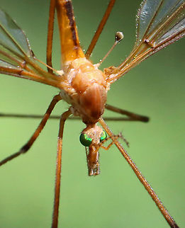 Crane Flies - Tipula bicornis Check out the halteres! And, the eyes! 

This morning, I was hiding in the shade of a conifer, trying to get some bird photos, but I was distracted by the 100's of crane flies that were flying around - most mating. They were everywhere, even crawling on me. It was really cool!

Habitat: Meadow
https://www.jungledragon.com/image/116073/crane_flies_-_subfamily_tipulinae.html
https://www.jungledragon.com/image/116071/crane_flies_-_subfamily_tipulinae.html
https://www.jungledragon.com/image/116070/crane_flies_-_subfamily_tipulinae.html
https://www.jungledragon.com/image/116069/crane_flies_-_subfamily_tipulinae.html
https://www.jungledragon.com/image/116068/crane_flies_-_subfamily_tipulinae.html
https://www.jungledragon.com/image/116072/crane_flies_-_subfamily_tipulinae.html Crane fly,Geotagged,Spring,Tipula bicornis,Tipulidae,United States
