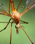 Crane Flies - Subfamily Tipulinae Check out the haltere! And, the eyes! <br />
<br />
I'm still working on the ID for these crane flies. My top 3 choices are: Nephrotoma ferruginea, Tipula paludosa, or Tipula ultima. I favor the last option at the moment.<br />
<br />
This morning, I was hiding in the shade of a conifer, trying to get some bird photos, but I was distracted by the 100's of crane flies that were flying around - most mating. They were everywhere, even crawling on me. It was really cool!<br />
<br />
Habitat: Meadow<br />
https://www.jungledragon.com/image/116073/crane_flies_-_subfamily_tipulinae.html<br />
https://www.jungledragon.com/image/116071/crane_flies_-_subfamily_tipulinae.html<br />
https://www.jungledragon.com/image/116070/crane_flies_-_subfamily_tipulinae.html<br />
https://www.jungledragon.com/image/116069/crane_flies_-_subfamily_tipulinae.html<br />
https://www.jungledragon.com/image/116068/crane_flies_-_subfamily_tipulinae.html<br />
https://www.jungledragon.com/image/116072/crane_flies_-_subfamily_tipulinae.html Crane fly,Geotagged,Spring,Tipulidae,United States