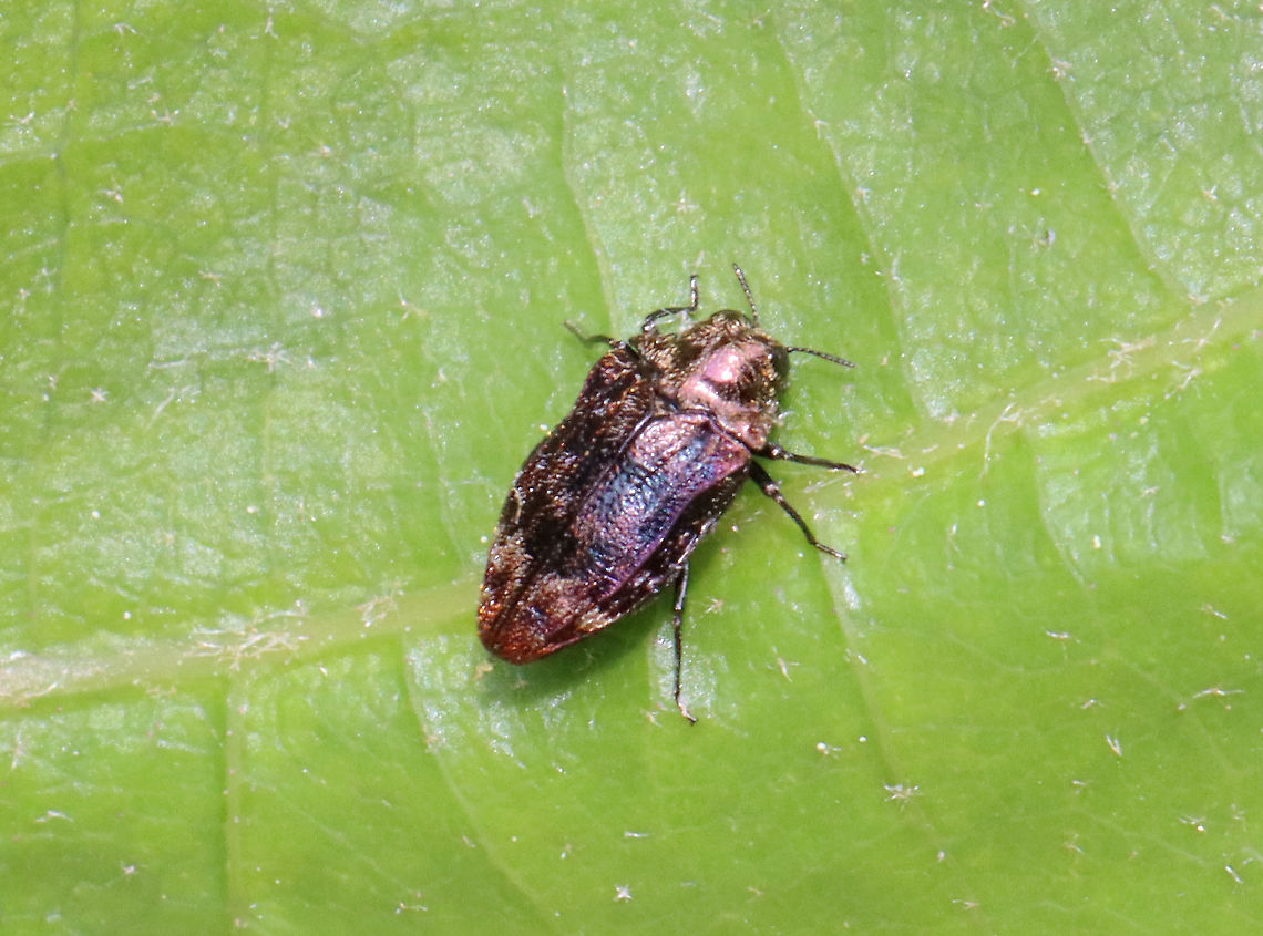 Metallic Wood-boring Beetle - Brachys aerosus This beetle was gorgeous! It was also so small that I mistook it at first for a hopper.<br />
<br />
Habitat: Found on northern red oak (Quercus rubra)<br />
<figure class="photo"><a href="https://www.jungledragon.com/image/116075/metallic_wood-boring_beetle_-_brachys_aerosus.html" title="Metallic Wood-boring Beetle - Brachys aerosus"><img src="https://s3.amazonaws.com/media.jungledragon.com/images/3232/116075_thumb.jpg?AWSAccessKeyId=05GMT0V3GWVNE7GGM1R2&Expires=1759968010&Signature=jkKsH8%2FraTI9dNVYIS1JmwfM%2Bwo%3D" width="200" height="150" alt="Metallic Wood-boring Beetle - Brachys aerosus This beetle was gorgeous! It was also so small that I mistook it at first for a hopper.<br />
<br />
Habitat: Found on northern red oak (Quercus rubra)<br />
https://www.jungledragon.com/image/116074/metallic_wood-boring_beetle_-_brachys_aerosus.html Brachys aerosus,Geotagged,Spring,United States" /></a></figure> Brachys,Brachys aerosus,Buprestidae,Geotagged,Spring,United States,beetle,wood-boring beetle