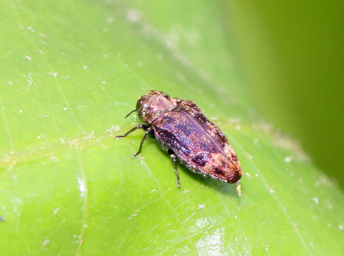 Metallic Wood-boring Beetle - Brachys aerosus This beetle was gorgeous! It was also so small that I mistook it at first for a hopper.<br />
<br />
Habitat: Found on northern red oak (Quercus rubra)<br />
<figure class="photo"><a href="https://www.jungledragon.com/image/116074/metallic_wood-boring_beetle_-_brachys_aerosus.html" title="Metallic Wood-boring Beetle - Brachys aerosus"><img src="https://s3.amazonaws.com/media.jungledragon.com/images/3232/116074_thumb.jpg?AWSAccessKeyId=05GMT0V3GWVNE7GGM1R2&Expires=1769040010&Signature=TjUTRypx2aQddAIWEtF8s9YdELw%3D" width="200" height="150" alt="Metallic Wood-boring Beetle - Brachys aerosus This beetle was gorgeous! It was also so small that I mistook it at first for a hopper.<br />
<br />
Habitat: Found on northern red oak (Quercus rubra)<br />
https://www.jungledragon.com/image/116075/metallic_wood-boring_beetle_-_brachys_aerosus.html Brachys,Brachys aerosus,Buprestidae,Geotagged,Spring,United States,beetle,wood-boring beetle" /></a></figure> Brachys aerosus,Geotagged,Spring,United States