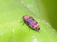 Metallic Wood-boring Beetle - Brachys aerosus This beetle was gorgeous! It was also so small that I mistook it at first for a hopper.<br />
<br />
Habitat: Found on northern red oak (Quercus rubra)<br />
https://www.jungledragon.com/image/116074/metallic_wood-boring_beetle_-_brachys_aerosus.html Brachys aerosus,Geotagged,Spring,United States