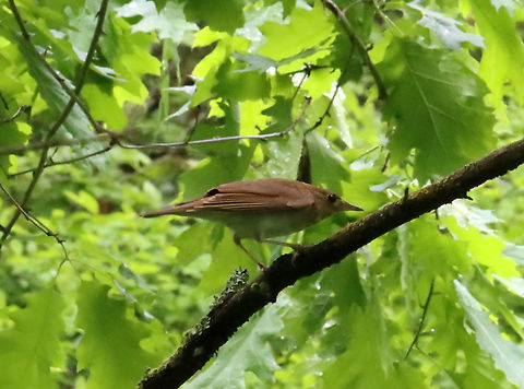 Thrush - Catharus ustulatus or Catharus fuscescens? Not sure on the species. It was part of a pair.

Habitat: Mesic forest Catharus,Geotagged,Spring,United States,thrush