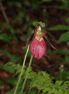 Pink Lady's Slipper - Cypripedium acaule One of the largest native orchids, this flower is characterized by a leafless stalk bearing one flower with a distinctive, pink, inflated, slipper-like petal. This petal has red veins and a fissure down the front. There are 3 sepals and 2 greenish brown upper petals. The plant has one basal pair of long, oval leaves. Spotted in a mixed, wet forest. Pink Lady's Slippers are rare and hard to find in Connecticut, but when they are discovered, they usually occur in large patches. It should not be picked or dug up for transplanting because they reproduce very poorly and are extremely difficult to grow in gardens.

According to Native American folklore, a young maiden, who ran barefoot in the snow in search of medicine to save her tribe, was found collapsed on the way back from her mission with swollen, frozen feet. As a result, lady slipper flowers grew where her feet had been as a reminder of her bravery.

Habitat: Mesic forest
https://www.jungledragon.com/image/116077/pink_ladys_slipper_-_cypripedium_acaule.html
https://www.jungledragon.com/image/116079/pink_ladys_slipper_-_cypripedium_acaule.html
https://www.jungledragon.com/image/116078/pink_ladys_slipper_-_cypripedium_acaule.html Cypripedium acaule,Geotagged,Pink Lady's Slipper,Spring,United States