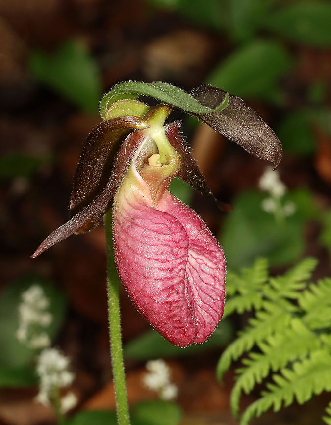 Pink Lady's Slipper - Cypripedium acaule One of the largest native orchids, this flower is characterized by a leafless stalk bearing one flower with a distinctive, pink, inflated, slipper-like petal. This petal has red veins and a fissure down the front. There are 3 sepals and 2 greenish brown upper petals. The plant has one basal pair of long, oval leaves. Spotted in a mixed, wet forest. Pink Lady&#039;s Slippers are rare and hard to find in Connecticut, but when they are discovered, they usually occur in large patches. It should not be picked or dug up for transplanting because they reproduce very poorly and are extremely difficult to grow in gardens.<br />
<br />
According to Native American folklore, a young maiden, who ran barefoot in the snow in search of medicine to save her tribe, was found collapsed on the way back from her mission with swollen, frozen feet. As a result, lady slipper flowers grew where her feet had been as a reminder of her bravery.<br />
<br />
Habitat: Mesic forest<br />
<figure class="photo"><a href="https://www.jungledragon.com/image/116077/pink_ladys_slipper_-_cypripedium_acaule.html" title="Pink Lady&#039;s Slipper - Cypripedium acaule"><img src="https://s3.amazonaws.com/media.jungledragon.com/images/3232/116077_thumb.jpg?AWSAccessKeyId=05GMT0V3GWVNE7GGM1R2&Expires=1759968010&Signature=rXYlm%2Bh8gt0bB5Spfr2%2BSy5Oqmk%3D" width="112" height="152" alt="Pink Lady&#039;s Slipper - Cypripedium acaule One of the largest native orchids, this flower is characterized by a leafless stalk bearing one flower with a distinctive, pink, inflated, slipper-like petal. This petal has red veins and a fissure down the front. There are 3 sepals and 2 greenish brown upper petals. The plant has one basal pair of long, oval leaves. Spotted in a mixed, wet forest. Pink Lady&#039;s Slippers are rare and hard to find in Connecticut, but when they are discovered, they usually occur in large patches. It should not be picked or dug up for transplanting because they reproduce very poorly and are extremely difficult to grow in gardens.<br />
<br />
According to Native American folklore, a young maiden, who ran barefoot in the snow in search of medicine to save her tribe, was found collapsed on the way back from her mission with swollen, frozen feet. As a result, lady slipper flowers grew where her feet had been as a reminder of her bravery.<br />
<br />
Habitat: Mesic forest<br />
https://www.jungledragon.com/image/116077/pink_ladys_slipper_-_cypripedium_acaule.html<br />
https://www.jungledragon.com/image/116079/pink_ladys_slipper_-_cypripedium_acaule.html<br />
https://www.jungledragon.com/image/116078/pink_ladys_slipper_-_cypripedium_acaule.html Cypripedium acaule,Geotagged,Pink Lady&#039;s Slipper,Spring,United States" /></a></figure><br />
<figure class="photo"><a href="https://www.jungledragon.com/image/116079/pink_ladys_slipper_-_cypripedium_acaule.html" title="Pink Lady&#039;s Slipper - Cypripedium acaule"><img src="https://s3.amazonaws.com/media.jungledragon.com/images/3232/116079_thumb.jpg?AWSAccessKeyId=05GMT0V3GWVNE7GGM1R2&Expires=1759968010&Signature=AFyB3ub9dChxhFOqO4S%2F8sP9O3Y%3D" width="120" height="152" alt="Pink Lady&#039;s Slipper - Cypripedium acaule One of the largest native orchids, this flower is characterized by a leafless stalk bearing one flower with a distinctive, pink, inflated, slipper-like petal. This petal has red veins and a fissure down the front. There are 3 sepals and 2 greenish brown upper petals. The plant has one basal pair of long, oval leaves. Spotted in a mixed, wet forest. Pink Lady&#039;s Slippers are rare and hard to find in Connecticut, but when they are discovered, they usually occur in large patches. It should not be picked or dug up for transplanting because they reproduce very poorly and are extremely difficult to grow in gardens.<br />
<br />
According to Native American folklore, a young maiden, who ran barefoot in the snow in search of medicine to save her tribe, was found collapsed on the way back from her mission with swollen, frozen feet. As a result, lady slipper flowers grew where her feet had been as a reminder of her bravery.<br />
<br />
Habitat: Mesic forest<br />
https://www.jungledragon.com/image/116077/pink_ladys_slipper_-_cypripedium_acaule.html<br />
https://www.jungledragon.com/image/116079/pink_ladys_slipper_-_cypripedium_acaule.html<br />
https://www.jungledragon.com/image/116078/pink_ladys_slipper_-_cypripedium_acaule.html Cypripedium acaule,Geotagged,Pink Lady&#039;s Slipper,Spring,United States" /></a></figure><br />
<figure class="photo"><a href="https://www.jungledragon.com/image/116078/pink_ladys_slipper_-_cypripedium_acaule.html" title="Pink Lady&#039;s Slipper - Cypripedium acaule"><img src="https://s3.amazonaws.com/media.jungledragon.com/images/3232/116078_thumb.jpg?AWSAccessKeyId=05GMT0V3GWVNE7GGM1R2&Expires=1759968010&Signature=4dvHD9X%2FJ7Hff2ca5ga6wIuuBQA%3D" width="120" height="152" alt="Pink Lady&#039;s Slipper - Cypripedium acaule One of the largest native orchids, this flower is characterized by a leafless stalk bearing one flower with a distinctive, pink, inflated, slipper-like petal. This petal has red veins and a fissure down the front. There are 3 sepals and 2 greenish brown upper petals. The plant has one basal pair of long, oval leaves. Spotted in a mixed, wet forest. Pink Lady&#039;s Slippers are rare and hard to find in Connecticut, but when they are discovered, they usually occur in large patches. It should not be picked or dug up for transplanting because they reproduce very poorly and are extremely difficult to grow in gardens.<br />
<br />
According to Native American folklore, a young maiden, who ran barefoot in the snow in search of medicine to save her tribe, was found collapsed on the way back from her mission with swollen, frozen feet. As a result, lady slipper flowers grew where her feet had been as a reminder of her bravery.<br />
<br />
Habitat: Mesic forest<br />
https://www.jungledragon.com/image/116077/pink_ladys_slipper_-_cypripedium_acaule.html<br />
https://www.jungledragon.com/image/116079/pink_ladys_slipper_-_cypripedium_acaule.html<br />
https://www.jungledragon.com/image/116078/pink_ladys_slipper_-_cypripedium_acaule.html Cypripedium,Cypripedium acaule,Geotagged,Pink Lady&#039;s Slipper,Spring,United States,lady&#039;s slipper,orchid" /></a></figure> Cypripedium,Cypripedium acaule,Geotagged,Pink Lady's Slipper,Spring,United States,lady's slipper,orchid