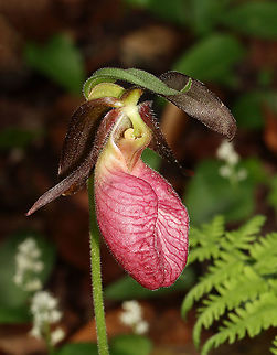 Pink Lady's Slipper - Cypripedium acaule One of the largest native orchids, this flower is characterized by a leafless stalk bearing one flower with a distinctive, pink, inflated, slipper-like petal. This petal has red veins and a fissure down the front. There are 3 sepals and 2 greenish brown upper petals. The plant has one basal pair of long, oval leaves. Spotted in a mixed, wet forest. Pink Lady's Slippers are rare and hard to find in Connecticut, but when they are discovered, they usually occur in large patches. It should not be picked or dug up for transplanting because they reproduce very poorly and are extremely difficult to grow in gardens.

According to Native American folklore, a young maiden, who ran barefoot in the snow in search of medicine to save her tribe, was found collapsed on the way back from her mission with swollen, frozen feet. As a result, lady slipper flowers grew where her feet had been as a reminder of her bravery.

Habitat: Mesic forest
https://www.jungledragon.com/image/116077/pink_ladys_slipper_-_cypripedium_acaule.html
https://www.jungledragon.com/image/116079/pink_ladys_slipper_-_cypripedium_acaule.html
https://www.jungledragon.com/image/116078/pink_ladys_slipper_-_cypripedium_acaule.html Cypripedium,Cypripedium acaule,Geotagged,Pink Lady's Slipper,Spring,United States,lady's slipper,orchid