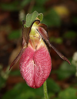 Pink Lady's Slipper - Cypripedium acaule One of the largest native orchids, this flower is characterized by a leafless stalk bearing one flower with a distinctive, pink, inflated, slipper-like petal. This petal has red veins and a fissure down the front. There are 3 sepals and 2 greenish brown upper petals. The plant has one basal pair of long, oval leaves. Spotted in a mixed, wet forest. Pink Lady's Slippers are rare and hard to find in Connecticut, but when they are discovered, they usually occur in large patches. It should not be picked or dug up for transplanting because they reproduce very poorly and are extremely difficult to grow in gardens.

According to Native American folklore, a young maiden, who ran barefoot in the snow in search of medicine to save her tribe, was found collapsed on the way back from her mission with swollen, frozen feet. As a result, lady slipper flowers grew where her feet had been as a reminder of her bravery.

Habitat: Mesic forest
https://www.jungledragon.com/image/116077/pink_ladys_slipper_-_cypripedium_acaule.html
https://www.jungledragon.com/image/116079/pink_ladys_slipper_-_cypripedium_acaule.html
https://www.jungledragon.com/image/116078/pink_ladys_slipper_-_cypripedium_acaule.html Cypripedium acaule,Geotagged,Pink Lady's Slipper,Spring,United States