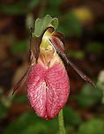 Pink Lady's Slipper - Cypripedium acaule One of the largest native orchids, this flower is characterized by a leafless stalk bearing one flower with a distinctive, pink, inflated, slipper-like petal. This petal has red veins and a fissure down the front. There are 3 sepals and 2 greenish brown upper petals. The plant has one basal pair of long, oval leaves. Spotted in a mixed, wet forest. Pink Lady's Slippers are rare and hard to find in Connecticut, but when they are discovered, they usually occur in large patches. It should not be picked or dug up for transplanting because they reproduce very poorly and are extremely difficult to grow in gardens.<br />
<br />
According to Native American folklore, a young maiden, who ran barefoot in the snow in search of medicine to save her tribe, was found collapsed on the way back from her mission with swollen, frozen feet. As a result, lady slipper flowers grew where her feet had been as a reminder of her bravery.<br />
<br />
Habitat: Mesic forest<br />
https://www.jungledragon.com/image/116077/pink_ladys_slipper_-_cypripedium_acaule.html<br />
https://www.jungledragon.com/image/116079/pink_ladys_slipper_-_cypripedium_acaule.html<br />
https://www.jungledragon.com/image/116078/pink_ladys_slipper_-_cypripedium_acaule.html Cypripedium acaule,Geotagged,Pink Lady's Slipper,Spring,United States