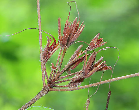 Swamp Azalea - Rhododendron viscosum Habitat: Mesic forest
https://www.jungledragon.com/image/116082/swamp_azalea_-_rhododendron_viscosum.html Geotagged,Rhododendron,Rhododendron viscosum,Spring,United States,azalea,azalea viscosa