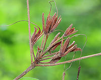 Swamp Azalea - Rhododendron viscosum Habitat: Mesic forest<br />
https://www.jungledragon.com/image/116082/swamp_azalea_-_rhododendron_viscosum.html Geotagged,Rhododendron,Rhododendron viscosum,Spring,United States,azalea,azalea viscosa