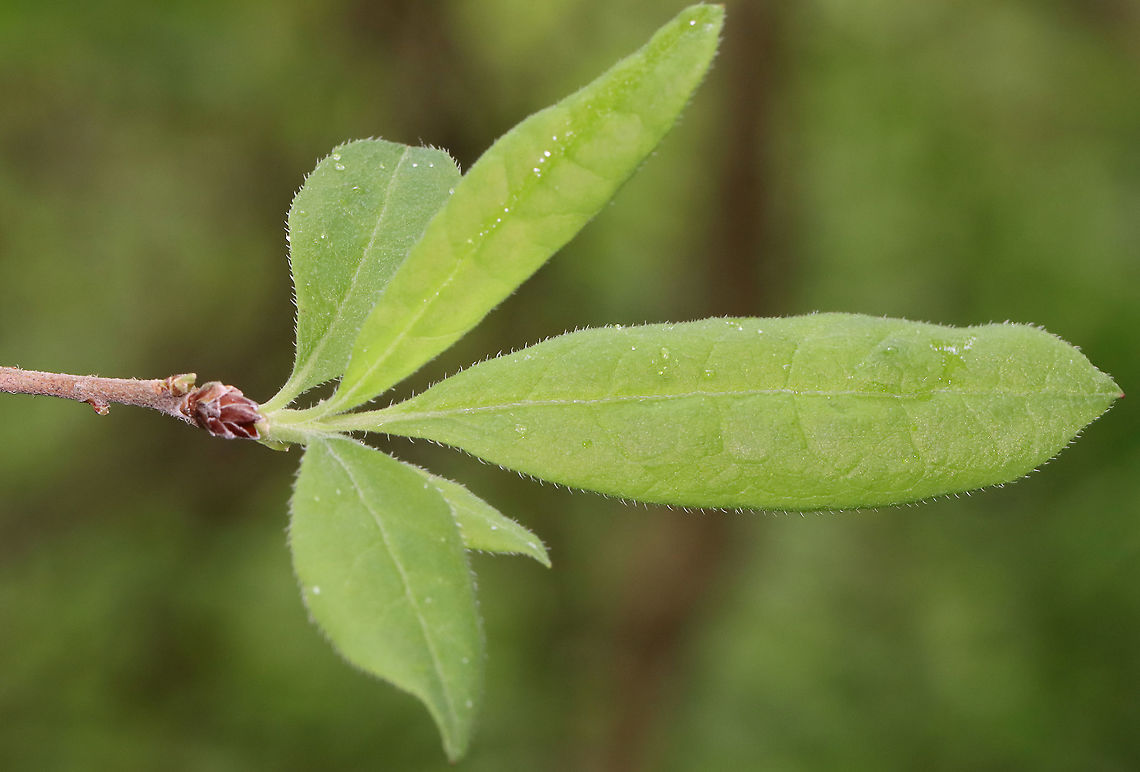 Swamp Azalea - Rhododendron viscosum Habitat: Mesic forest<br />
<figure class="photo"><a href="https://www.jungledragon.com/image/116080/swamp_azalea_-_rhododendron_viscosum.html" title="Swamp Azalea - Rhododendron viscosum"><img src="https://s3.amazonaws.com/media.jungledragon.com/images/3232/116080_thumb.jpg?AWSAccessKeyId=05GMT0V3GWVNE7GGM1R2&Expires=1769040010&Signature=62T45e8PitRKz21uj1anzsY%2B5C4%3D" width="200" height="160" alt="Swamp Azalea - Rhododendron viscosum Habitat: Mesic forest<br />
https://www.jungledragon.com/image/116082/swamp_azalea_-_rhododendron_viscosum.html Geotagged,Rhododendron,Rhododendron viscosum,Spring,United States,azalea,azalea viscosa" /></a></figure> Geotagged,Rhododendron viscosum,Spring,Swamp Azalea,United States