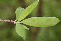 Swamp Azalea - Rhododendron viscosum Habitat: Mesic forest<br />
https://www.jungledragon.com/image/116080/swamp_azalea_-_rhododendron_viscosum.html Geotagged,Rhododendron viscosum,Spring,Swamp Azalea,United States