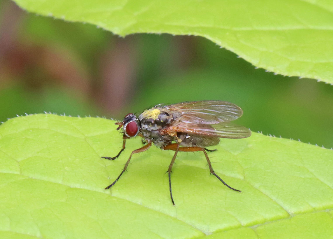 Tiger Fly - Coenosia sp. I think this is a tiger fly with pollen on its thorax...<br />
<br />
Habitat: Pondside; mesic forest<br />
<figure class="photo"><a href="https://www.jungledragon.com/image/116084/tiger_fly_-_coenosia_sp.html" title="Tiger Fly - Coenosia sp."><img src="https://s3.amazonaws.com/media.jungledragon.com/images/3232/116084_thumb.jpg?AWSAccessKeyId=05GMT0V3GWVNE7GGM1R2&Expires=1765411210&Signature=8QwNBHqRwQOY9gA%2FGpf3e6JBIQc%3D" width="200" height="160" alt="Tiger Fly - Coenosia sp. I think this is a tiger fly with pollen on its thorax...<br />
<br />
Habitat: Pondside; mesic forest<br />
https://www.jungledragon.com/image/116083/tiger_fly_-_coenosia_sp.html Geotagged,Spring,United States" /></a></figure> Coenosia,Geotagged,Spring,United States,diptera,fly,muscidae,tiger fly