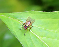 Tiger Fly - Coenosia sp. I think this is a tiger fly with pollen on its thorax...<br />
<br />
Habitat: Pondside; mesic forest<br />
https://www.jungledragon.com/image/116083/tiger_fly_-_coenosia_sp.html Geotagged,Spring,United States
