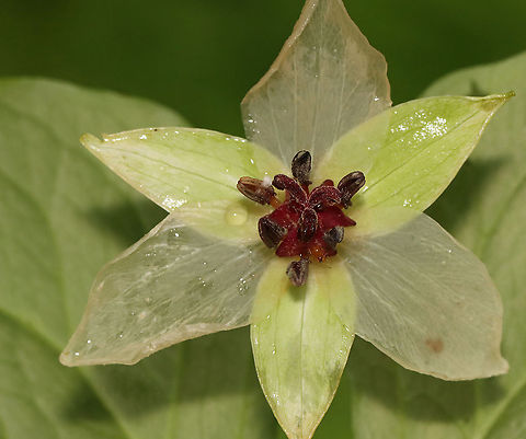 Nodding Trillium - Trillium cernuum Nodding trillium is a white-flowered trillium, and is called "nodding" because the flowers nod (hang downwards), and are often concealed by the leaves.

Habitat: Mesic forest Geotagged,Nodding trillium,Spring,Trillium,Trillium cernuum,United States