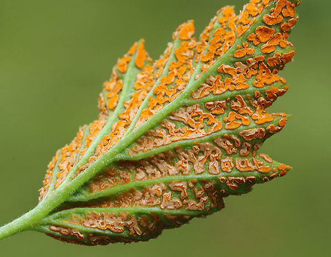 Orange Blackberry Rust - Gymnoconia nitens Orange blackberry rust is a plant pathogen that grows on the leaves of various berries.

Habitat: Meadow
https://www.jungledragon.com/image/116086/orange_blackberry_rust_-_gymnoconia_nitens.html
https://www.jungledragon.com/image/116088/orange_blackberry_rust_-_gymnoconia_nitens.html
https://www.jungledragon.com/image/116087/orange_blackberry_rust_-_gymnoconia_nitens.html Geotagged,Gymnoconia,Gymnoconia nitens,Spring,United States,rust,rust fungus