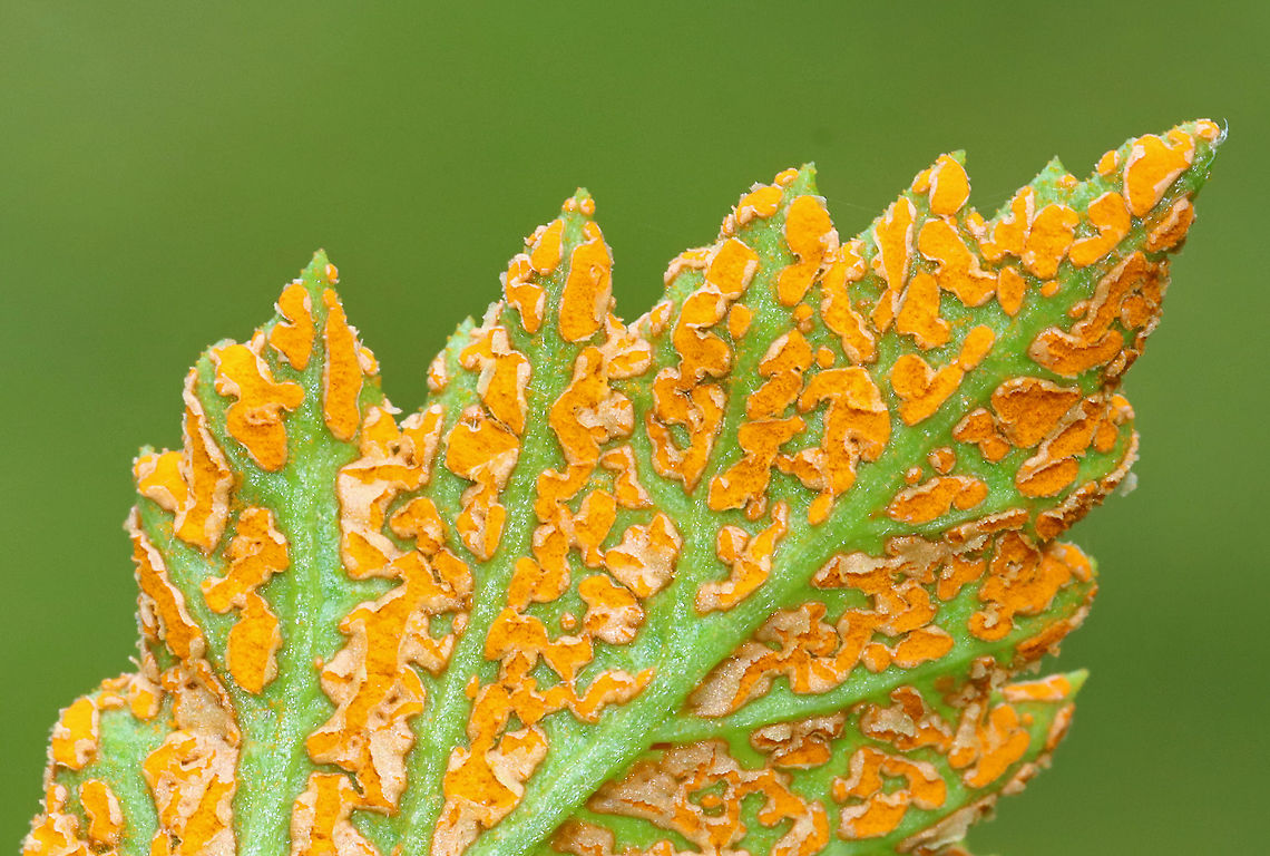 Orange Blackberry Rust - Gymnoconia nitens Orange blackberry rust is a plant pathogen that grows on the leaves of various berries.<br />
<br />
Habitat: Meadow<br />
<figure class="photo"><a href="https://www.jungledragon.com/image/116086/orange_blackberry_rust_-_gymnoconia_nitens.html" title="Orange Blackberry Rust - Gymnoconia nitens"><img src="https://s3.amazonaws.com/media.jungledragon.com/images/3232/116086_thumb.jpg?AWSAccessKeyId=05GMT0V3GWVNE7GGM1R2&Expires=1767225610&Signature=OM728uFcHfYsqediHO2qja3hCYU%3D" width="200" height="156" alt="Orange Blackberry Rust - Gymnoconia nitens Orange blackberry rust is a plant pathogen that grows on the leaves of various berries.<br />
<br />
Habitat: Meadow<br />
https://www.jungledragon.com/image/116086/orange_blackberry_rust_-_gymnoconia_nitens.html<br />
https://www.jungledragon.com/image/116088/orange_blackberry_rust_-_gymnoconia_nitens.html<br />
https://www.jungledragon.com/image/116087/orange_blackberry_rust_-_gymnoconia_nitens.html Geotagged,Gymnoconia,Gymnoconia nitens,Spring,United States,rust,rust fungus" /></a></figure><br />
<figure class="photo"><a href="https://www.jungledragon.com/image/116088/orange_blackberry_rust_-_gymnoconia_nitens.html" title="Orange Blackberry Rust - Gymnoconia nitens"><img src="https://s3.amazonaws.com/media.jungledragon.com/images/3232/116088_thumb.jpg?AWSAccessKeyId=05GMT0V3GWVNE7GGM1R2&Expires=1767225610&Signature=4wXukXbjoVXp%2FOEy1CREK4Ln3Gs%3D" width="104" height="152" alt="Orange Blackberry Rust - Gymnoconia nitens Orange blackberry rust is a plant pathogen that grows on the leaves of various berries.<br />
<br />
Habitat: Meadow<br />
https://www.jungledragon.com/image/116086/orange_blackberry_rust_-_gymnoconia_nitens.html<br />
https://www.jungledragon.com/image/116088/orange_blackberry_rust_-_gymnoconia_nitens.html<br />
https://www.jungledragon.com/image/116087/orange_blackberry_rust_-_gymnoconia_nitens.html Geotagged,Gymnoconia nitens,Spring,United States" /></a></figure><br />
<figure class="photo"><a href="https://www.jungledragon.com/image/116087/orange_blackberry_rust_-_gymnoconia_nitens.html" title="Orange Blackberry Rust - Gymnoconia nitens"><img src="https://s3.amazonaws.com/media.jungledragon.com/images/3232/116087_thumb.jpg?AWSAccessKeyId=05GMT0V3GWVNE7GGM1R2&Expires=1767225610&Signature=8Unf%2Fu0HdilTAFhOlsgPuZLHGog%3D" width="200" height="136" alt="Orange Blackberry Rust - Gymnoconia nitens Orange blackberry rust is a plant pathogen that grows on the leaves of various berries.<br />
<br />
Habitat: Meadow<br />
https://www.jungledragon.com/image/116086/orange_blackberry_rust_-_gymnoconia_nitens.html<br />
https://www.jungledragon.com/image/116088/orange_blackberry_rust_-_gymnoconia_nitens.html<br />
https://www.jungledragon.com/image/116087/orange_blackberry_rust_-_gymnoconia_nitens.html Geotagged,Gymnoconia nitens,Spring,United States" /></a></figure> Geotagged,Gymnoconia nitens,Spring,United States