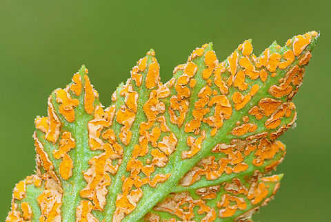 Orange Blackberry Rust - Gymnoconia nitens Orange blackberry rust is a plant pathogen that grows on the leaves of various berries.

Habitat: Meadow
https://www.jungledragon.com/image/116086/orange_blackberry_rust_-_gymnoconia_nitens.html
https://www.jungledragon.com/image/116088/orange_blackberry_rust_-_gymnoconia_nitens.html
https://www.jungledragon.com/image/116087/orange_blackberry_rust_-_gymnoconia_nitens.html Geotagged,Gymnoconia nitens,Spring,United States