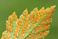 Orange Blackberry Rust - Gymnoconia nitens Orange blackberry rust is a plant pathogen that grows on the leaves of various berries.<br />
<br />
Habitat: Meadow<br />
https://www.jungledragon.com/image/116086/orange_blackberry_rust_-_gymnoconia_nitens.html<br />
https://www.jungledragon.com/image/116088/orange_blackberry_rust_-_gymnoconia_nitens.html<br />
https://www.jungledragon.com/image/116087/orange_blackberry_rust_-_gymnoconia_nitens.html Geotagged,Gymnoconia nitens,Spring,United States