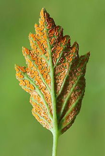 Orange Blackberry Rust - Gymnoconia nitens Orange blackberry rust is a plant pathogen that grows on the leaves of various berries.

Habitat: Meadow
https://www.jungledragon.com/image/116086/orange_blackberry_rust_-_gymnoconia_nitens.html
https://www.jungledragon.com/image/116088/orange_blackberry_rust_-_gymnoconia_nitens.html
https://www.jungledragon.com/image/116087/orange_blackberry_rust_-_gymnoconia_nitens.html Geotagged,Gymnoconia nitens,Spring,United States