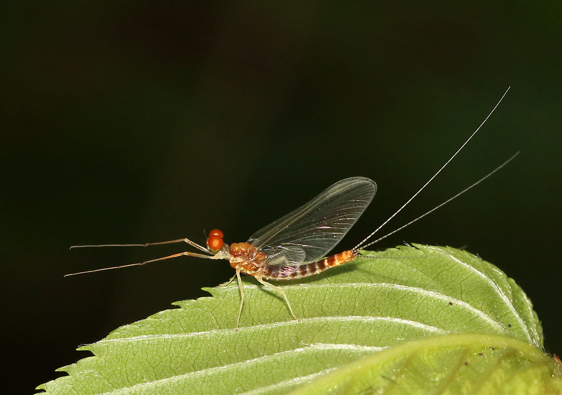 Mayfly - Order Ephemeroptera, Family Ephemerellidae, Ephemerella sp. I think it might be Ephemerella invaria.<br />
<br />
Habitat: Resting on the underside of a leaf; next to a river in a mixed forest Ephemerella,Ephemerellidae,Ephemeroptera,Geotagged,Spring,United States,mayfly