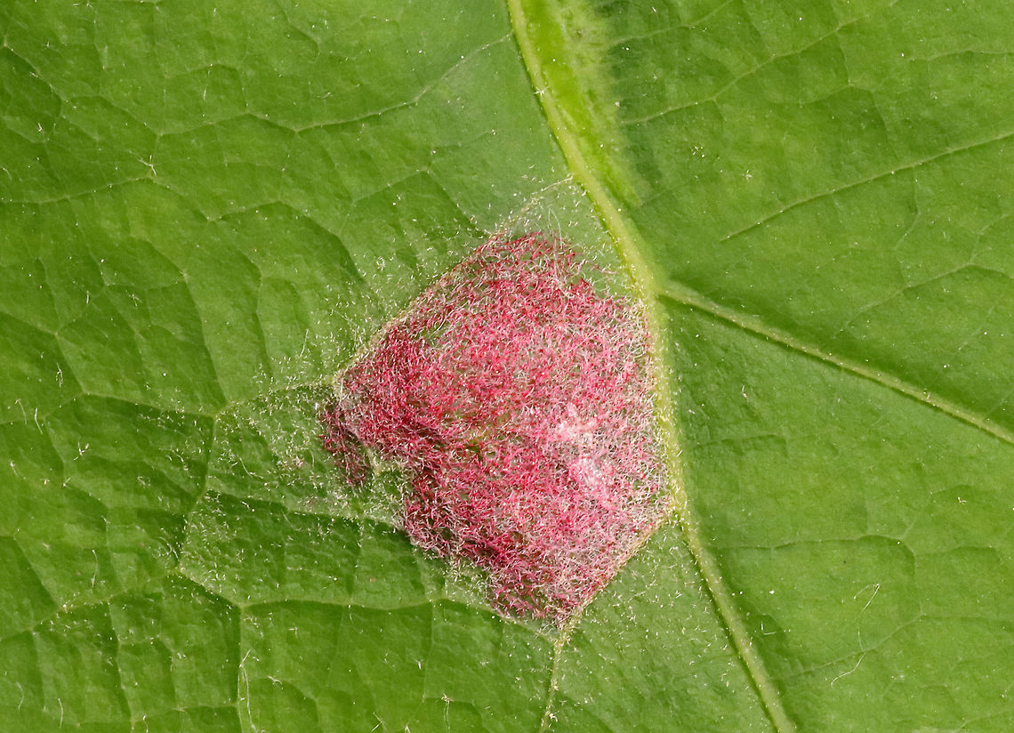 Gall Mite - Aceria trinema Habitat: Oak; meadow<br />
<figure class="photo"><a href="https://www.jungledragon.com/image/116093/gall_mite_-_aceria_trinema.html" title="Gall Mite - Aceria trinema"><img src="https://s3.amazonaws.com/media.jungledragon.com/images/3232/116093_thumb.jpg?AWSAccessKeyId=05GMT0V3GWVNE7GGM1R2&Expires=1759968010&Signature=CJAS310v1Zw1IqUCDq6U0Nwkmn8%3D" width="200" height="164" alt="Gall Mite - Aceria trinema Habitat: Oak; meadow<br />
https://www.jungledragon.com/image/116092/fungus_or_gall.html Aceria,Aceria trinema,Geotagged,Spring,United States,gall,insect gall" /></a></figure> Aceria,Aceria trinema,Geotagged,Spring,United States,fungus,gall,gall mite,insect gall
