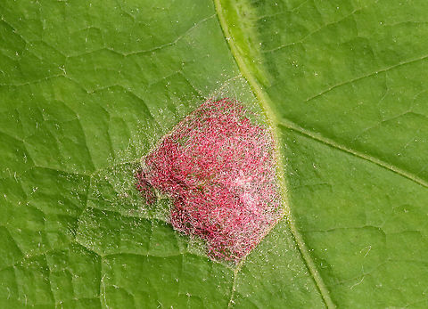 Gall Mite - Aceria trinema Habitat: Oak; meadow
https://www.jungledragon.com/image/116093/fungus_or_gall.html Aceria,Aceria trinema,Geotagged,Spring,United States,fungus,gall,gall mite,insect gall