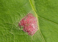 Gall Mite - Aceria trinema Habitat: Oak; meadow<br />
https://www.jungledragon.com/image/116093/fungus_or_gall.html Aceria,Aceria trinema,Geotagged,Spring,United States,fungus,gall,gall mite,insect gall