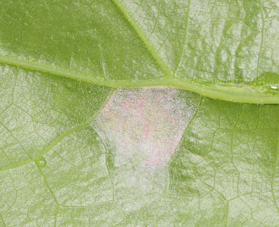 Gall Mite - Aceria trinema Habitat: Oak; meadow<br />
<figure class="photo"><a href="https://www.jungledragon.com/image/116092/gall_mite_-_aceria_trinema.html" title="Gall Mite - Aceria trinema"><img src="https://s3.amazonaws.com/media.jungledragon.com/images/3232/116092_thumb.jpg?AWSAccessKeyId=05GMT0V3GWVNE7GGM1R2&Expires=1767225610&Signature=wMoriIeN%2Fbrqxgomr4VgGG%2Bebd0%3D" width="200" height="146" alt="Gall Mite - Aceria trinema Habitat: Oak; meadow<br />
https://www.jungledragon.com/image/116093/fungus_or_gall.html Aceria,Aceria trinema,Geotagged,Spring,United States,fungus,gall,gall mite,insect gall" /></a></figure> Aceria,Aceria trinema,Geotagged,Spring,United States,gall,insect gall