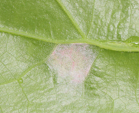 Gall Mite - Aceria trinema Habitat: Oak; meadow
https://www.jungledragon.com/image/116092/fungus_or_gall.html Aceria,Aceria trinema,Geotagged,Spring,United States,gall,insect gall