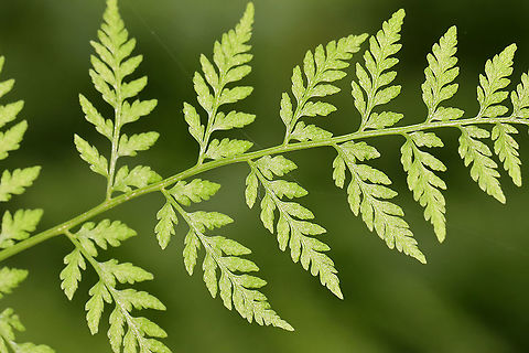 Bulbet Fern - Cystopteris bulbifera Habitat: Mesic forest
https://www.jungledragon.com/image/116094/bulbet_fern_-_cystopteris_bulbifera.html
https://www.jungledragon.com/image/116097/bulbet_fern_-_cystopteris_bulbifera.html
https://www.jungledragon.com/image/116096/bulbet_fern_-_cystopteris_bulbifera.html
https://www.jungledragon.com/image/116095/bulbet_fern_-_cystopteris_bulbifera.html Bulblet fern,Cystopteris,Cystopteris bulbifera,Geotagged,Spring,United States,fern