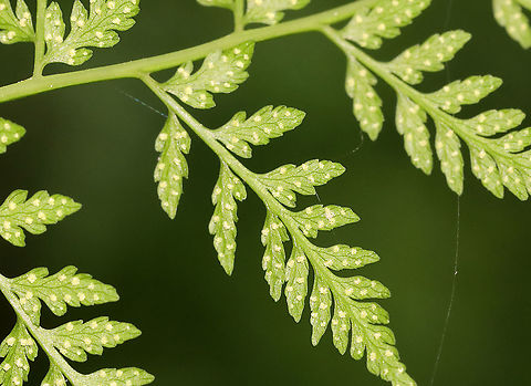 Bulbet Fern - Cystopteris bulbifera Habitat: Mesic forest
https://www.jungledragon.com/image/116094/bulbet_fern_-_cystopteris_bulbifera.html
https://www.jungledragon.com/image/116097/bulbet_fern_-_cystopteris_bulbifera.html
https://www.jungledragon.com/image/116096/bulbet_fern_-_cystopteris_bulbifera.html
https://www.jungledragon.com/image/116095/bulbet_fern_-_cystopteris_bulbifera.html Bulblet fern,Cystopteris bulbifera,Geotagged,Spring,United States