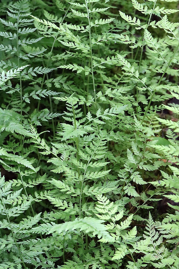 Bulbet Fern - Cystopteris bulbifera Habitat: Mesic forest<br />
<figure class="photo"><a href="https://www.jungledragon.com/image/116094/bulbet_fern_-_cystopteris_bulbifera.html" title="Bulbet Fern - Cystopteris bulbifera"><img src="https://s3.amazonaws.com/media.jungledragon.com/images/3232/116094_thumb.jpg?AWSAccessKeyId=05GMT0V3GWVNE7GGM1R2&Expires=1770854410&Signature=H7zXsN221UCX5MuKQQE5BqRccZg%3D" width="200" height="134" alt="Bulbet Fern - Cystopteris bulbifera Habitat: Mesic forest<br />
https://www.jungledragon.com/image/116094/bulbet_fern_-_cystopteris_bulbifera.html<br />
https://www.jungledragon.com/image/116097/bulbet_fern_-_cystopteris_bulbifera.html<br />
https://www.jungledragon.com/image/116096/bulbet_fern_-_cystopteris_bulbifera.html<br />
https://www.jungledragon.com/image/116095/bulbet_fern_-_cystopteris_bulbifera.html Bulblet fern,Cystopteris,Cystopteris bulbifera,Geotagged,Spring,United States,fern" /></a></figure><br />
<figure class="photo"><a href="https://www.jungledragon.com/image/116097/bulbet_fern_-_cystopteris_bulbifera.html" title="Bulbet Fern - Cystopteris bulbifera"><img src="https://s3.amazonaws.com/media.jungledragon.com/images/3232/116097_thumb.jpg?AWSAccessKeyId=05GMT0V3GWVNE7GGM1R2&Expires=1770854410&Signature=wwpfFdM9uR9VeBTJGmU%2BdCn2%2FHE%3D" width="200" height="134" alt="Bulbet Fern - Cystopteris bulbifera Habitat: Mesic forest<br />
https://www.jungledragon.com/image/116094/bulbet_fern_-_cystopteris_bulbifera.html<br />
https://www.jungledragon.com/image/116097/bulbet_fern_-_cystopteris_bulbifera.html<br />
https://www.jungledragon.com/image/116096/bulbet_fern_-_cystopteris_bulbifera.html<br />
https://www.jungledragon.com/image/116095/bulbet_fern_-_cystopteris_bulbifera.html Bulblet fern,Cystopteris bulbifera,Geotagged,Spring,United States" /></a></figure><br />
<figure class="photo"><a href="https://www.jungledragon.com/image/116096/bulbet_fern_-_cystopteris_bulbifera.html" title="Bulbet Fern - Cystopteris bulbifera"><img src="https://s3.amazonaws.com/media.jungledragon.com/images/3232/116096_thumb.jpg?AWSAccessKeyId=05GMT0V3GWVNE7GGM1R2&Expires=1770854410&Signature=LYz3t4h0OBkiG8H6%2FH0a9vwKQ%2Bw%3D" width="102" height="152" alt="Bulbet Fern - Cystopteris bulbifera Habitat: Mesic forest<br />
https://www.jungledragon.com/image/116094/bulbet_fern_-_cystopteris_bulbifera.html<br />
https://www.jungledragon.com/image/116097/bulbet_fern_-_cystopteris_bulbifera.html<br />
https://www.jungledragon.com/image/116096/bulbet_fern_-_cystopteris_bulbifera.html<br />
https://www.jungledragon.com/image/116095/bulbet_fern_-_cystopteris_bulbifera.html Bulblet fern,Cystopteris bulbifera,Geotagged,Spring,United States" /></a></figure><br />
<figure class="photo"><a href="https://www.jungledragon.com/image/116095/bulbet_fern_-_cystopteris_bulbifera.html" title="Bulbet Fern - Cystopteris bulbifera"><img src="https://s3.amazonaws.com/media.jungledragon.com/images/3232/116095_thumb.jpg?AWSAccessKeyId=05GMT0V3GWVNE7GGM1R2&Expires=1770854410&Signature=NZlnH1RYaONjhuhEZJ8aUn0xUys%3D" width="200" height="146" alt="Bulbet Fern - Cystopteris bulbifera Habitat: Mesic forest<br />
https://www.jungledragon.com/image/116094/bulbet_fern_-_cystopteris_bulbifera.html<br />
https://www.jungledragon.com/image/116097/bulbet_fern_-_cystopteris_bulbifera.html<br />
https://www.jungledragon.com/image/116096/bulbet_fern_-_cystopteris_bulbifera.html<br />
https://www.jungledragon.com/image/116095/bulbet_fern_-_cystopteris_bulbifera.html Bulblet fern,Cystopteris bulbifera,Geotagged,Spring,United States" /></a></figure> Bulblet fern,Cystopteris bulbifera,Geotagged,Spring,United States