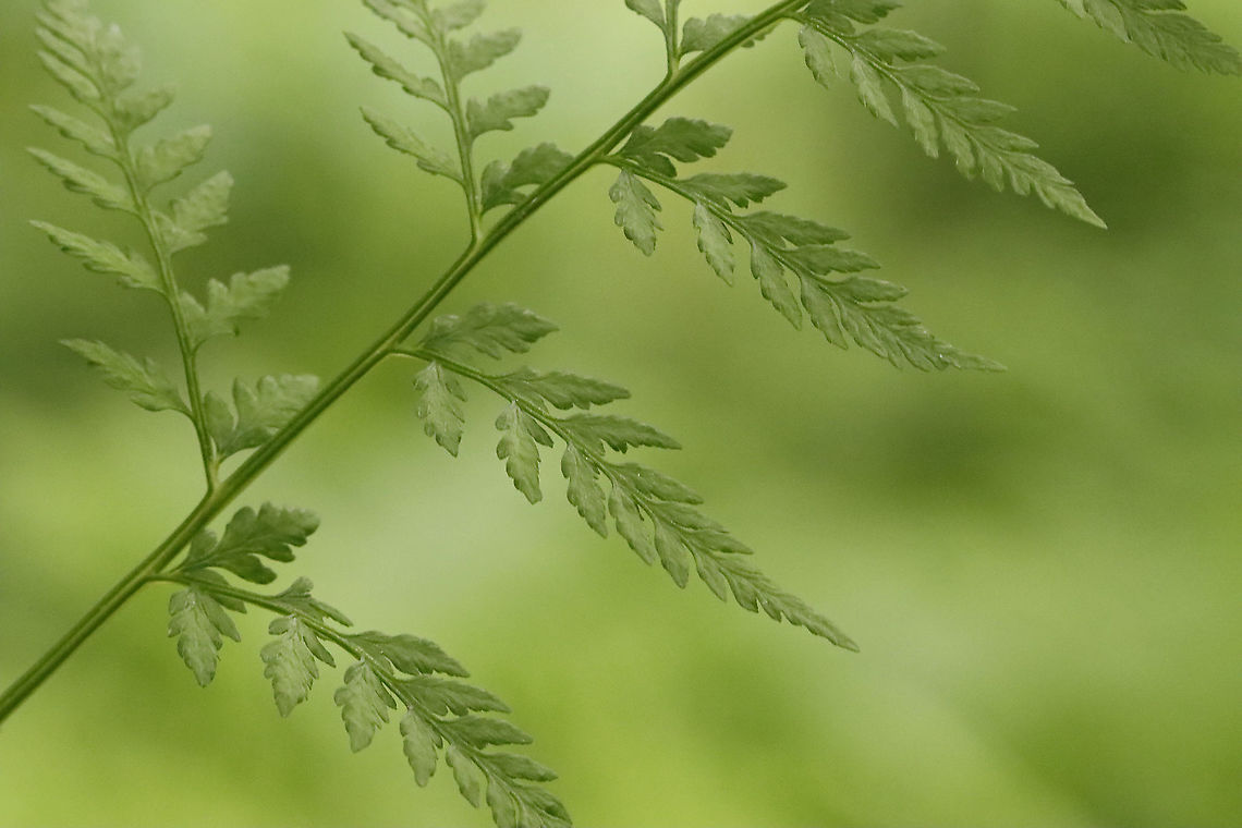Bulbet Fern - Cystopteris bulbifera Habitat: Mesic forest<br />
<figure class="photo"><a href="https://www.jungledragon.com/image/116094/bulbet_fern_-_cystopteris_bulbifera.html" title="Bulbet Fern - Cystopteris bulbifera"><img src="https://s3.amazonaws.com/media.jungledragon.com/images/3232/116094_thumb.jpg?AWSAccessKeyId=05GMT0V3GWVNE7GGM1R2&Expires=1767225610&Signature=V4Qe3IAp6wJHE9JWBB8KiNpr2bs%3D" width="200" height="134" alt="Bulbet Fern - Cystopteris bulbifera Habitat: Mesic forest<br />
https://www.jungledragon.com/image/116094/bulbet_fern_-_cystopteris_bulbifera.html<br />
https://www.jungledragon.com/image/116097/bulbet_fern_-_cystopteris_bulbifera.html<br />
https://www.jungledragon.com/image/116096/bulbet_fern_-_cystopteris_bulbifera.html<br />
https://www.jungledragon.com/image/116095/bulbet_fern_-_cystopteris_bulbifera.html Bulblet fern,Cystopteris,Cystopteris bulbifera,Geotagged,Spring,United States,fern" /></a></figure><br />
<figure class="photo"><a href="https://www.jungledragon.com/image/116097/bulbet_fern_-_cystopteris_bulbifera.html" title="Bulbet Fern - Cystopteris bulbifera"><img src="https://s3.amazonaws.com/media.jungledragon.com/images/3232/116097_thumb.jpg?AWSAccessKeyId=05GMT0V3GWVNE7GGM1R2&Expires=1767225610&Signature=BO3mQB7AJHQow2SpWdvgPNtFnqo%3D" width="200" height="134" alt="Bulbet Fern - Cystopteris bulbifera Habitat: Mesic forest<br />
https://www.jungledragon.com/image/116094/bulbet_fern_-_cystopteris_bulbifera.html<br />
https://www.jungledragon.com/image/116097/bulbet_fern_-_cystopteris_bulbifera.html<br />
https://www.jungledragon.com/image/116096/bulbet_fern_-_cystopteris_bulbifera.html<br />
https://www.jungledragon.com/image/116095/bulbet_fern_-_cystopteris_bulbifera.html Bulblet fern,Cystopteris bulbifera,Geotagged,Spring,United States" /></a></figure><br />
<figure class="photo"><a href="https://www.jungledragon.com/image/116096/bulbet_fern_-_cystopteris_bulbifera.html" title="Bulbet Fern - Cystopteris bulbifera"><img src="https://s3.amazonaws.com/media.jungledragon.com/images/3232/116096_thumb.jpg?AWSAccessKeyId=05GMT0V3GWVNE7GGM1R2&Expires=1767225610&Signature=AlCcl0st5mxryZROlgiTawsAuAA%3D" width="102" height="152" alt="Bulbet Fern - Cystopteris bulbifera Habitat: Mesic forest<br />
https://www.jungledragon.com/image/116094/bulbet_fern_-_cystopteris_bulbifera.html<br />
https://www.jungledragon.com/image/116097/bulbet_fern_-_cystopteris_bulbifera.html<br />
https://www.jungledragon.com/image/116096/bulbet_fern_-_cystopteris_bulbifera.html<br />
https://www.jungledragon.com/image/116095/bulbet_fern_-_cystopteris_bulbifera.html Bulblet fern,Cystopteris bulbifera,Geotagged,Spring,United States" /></a></figure><br />
<figure class="photo"><a href="https://www.jungledragon.com/image/116095/bulbet_fern_-_cystopteris_bulbifera.html" title="Bulbet Fern - Cystopteris bulbifera"><img src="https://s3.amazonaws.com/media.jungledragon.com/images/3232/116095_thumb.jpg?AWSAccessKeyId=05GMT0V3GWVNE7GGM1R2&Expires=1767225610&Signature=y4W6T%2F%2FqlXG8Z2F0TGaUTw2cJLw%3D" width="200" height="146" alt="Bulbet Fern - Cystopteris bulbifera Habitat: Mesic forest<br />
https://www.jungledragon.com/image/116094/bulbet_fern_-_cystopteris_bulbifera.html<br />
https://www.jungledragon.com/image/116097/bulbet_fern_-_cystopteris_bulbifera.html<br />
https://www.jungledragon.com/image/116096/bulbet_fern_-_cystopteris_bulbifera.html<br />
https://www.jungledragon.com/image/116095/bulbet_fern_-_cystopteris_bulbifera.html Bulblet fern,Cystopteris bulbifera,Geotagged,Spring,United States" /></a></figure> Bulblet fern,Cystopteris bulbifera,Geotagged,Spring,United States