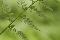 Bulbet Fern - Cystopteris bulbifera Habitat: Mesic forest<br />
https://www.jungledragon.com/image/116094/bulbet_fern_-_cystopteris_bulbifera.html<br />
https://www.jungledragon.com/image/116097/bulbet_fern_-_cystopteris_bulbifera.html<br />
https://www.jungledragon.com/image/116096/bulbet_fern_-_cystopteris_bulbifera.html<br />
https://www.jungledragon.com/image/116095/bulbet_fern_-_cystopteris_bulbifera.html Bulblet fern,Cystopteris bulbifera,Geotagged,Spring,United States