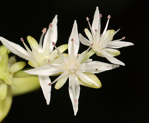 Woodland Stonecrop - Sedum ternatum Woodland Stonecrop has beautiful white flowers, which bloom April to May. This was my first time finding them in bloom!

The common name of "stonecrop" refers to its ability to thrive on boulders, where its succulent leaves help it to retain moisture in shallow soil.

Habitat: Bog
https://www.jungledragon.com/image/116098/woodland_stonecrop_-_sedum_ternatum.html
https://www.jungledragon.com/image/116101/woodland_stonecrop_-_sedum_ternatum.html
https://www.jungledragon.com/image/116100/woodland_stonecrop_-_sedum_ternatum.html
https://www.jungledragon.com/image/116099/woodland_stonecrop_-_sedum_ternatum.html
 Geotagged,Sedum ternatum,Spring,United States,Woodland stonecrop