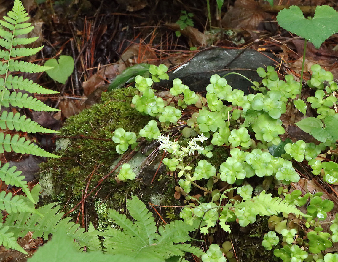 Woodland Stonecrop - Sedum ternatum Woodland Stonecrop has beautiful white flowers, which bloom April to May. This was my first time finding them in bloom!<br />
<br />
The common name of &quot;stonecrop&quot; refers to its ability to thrive on boulders, where its succulent leaves help it to retain moisture in shallow soil.<br />
<br />
Habitat: Bog<br />
<figure class="photo"><a href="https://www.jungledragon.com/image/116098/woodland_stonecrop_-_sedum_ternatum.html" title="Woodland Stonecrop - Sedum ternatum"><img src="https://s3.amazonaws.com/media.jungledragon.com/images/3232/116098_thumb.jpg?AWSAccessKeyId=05GMT0V3GWVNE7GGM1R2&Expires=1759968010&Signature=YBZyiOjkXu8MnlIp4U0ZJle6dbY%3D" width="200" height="166" alt="Woodland Stonecrop - Sedum ternatum Woodland Stonecrop has beautiful white flowers, which bloom April to May. This was my first time finding them in bloom!<br />
<br />
The common name of &quot;stonecrop&quot; refers to its ability to thrive on boulders, where its succulent leaves help it to retain moisture in shallow soil.<br />
<br />
Habitat: Bog<br />
https://www.jungledragon.com/image/116098/woodland_stonecrop_-_sedum_ternatum.html<br />
https://www.jungledragon.com/image/116101/woodland_stonecrop_-_sedum_ternatum.html<br />
https://www.jungledragon.com/image/116100/woodland_stonecrop_-_sedum_ternatum.html<br />
https://www.jungledragon.com/image/116099/woodland_stonecrop_-_sedum_ternatum.html<br />
 Geotagged,Sedum ternatum,Spring,United States,Woodland stonecrop" /></a></figure><br />
<figure class="photo"><a href="https://www.jungledragon.com/image/116101/woodland_stonecrop_-_sedum_ternatum.html" title="Woodland Stonecrop - Sedum ternatum"><img src="https://s3.amazonaws.com/media.jungledragon.com/images/3232/116101_thumb.jpg?AWSAccessKeyId=05GMT0V3GWVNE7GGM1R2&Expires=1759968010&Signature=QA%2F7QAlKr9oOYD5RV%2BpotTZZHLg%3D" width="102" height="152" alt="Woodland Stonecrop - Sedum ternatum Woodland Stonecrop has beautiful white flowers, which bloom April to May. This was my first time finding them in bloom!<br />
<br />
The common name of &quot;stonecrop&quot; refers to its ability to thrive on boulders, where its succulent leaves help it to retain moisture in shallow soil.<br />
<br />
Habitat: Bog<br />
https://www.jungledragon.com/image/116098/woodland_stonecrop_-_sedum_ternatum.html<br />
https://www.jungledragon.com/image/116101/woodland_stonecrop_-_sedum_ternatum.html<br />
https://www.jungledragon.com/image/116100/woodland_stonecrop_-_sedum_ternatum.html<br />
https://www.jungledragon.com/image/116099/woodland_stonecrop_-_sedum_ternatum.html<br />
 Geotagged,Sedum ternatum,Spring,United States,Woodland stonecrop" /></a></figure><br />
<figure class="photo"><a href="https://www.jungledragon.com/image/116100/woodland_stonecrop_-_sedum_ternatum.html" title="Woodland Stonecrop - Sedum ternatum"><img src="https://s3.amazonaws.com/media.jungledragon.com/images/3232/116100_thumb.jpg?AWSAccessKeyId=05GMT0V3GWVNE7GGM1R2&Expires=1759968010&Signature=1C5MJXmJwy2h4x42CQYgQ44NPzs%3D" width="200" height="146" alt="Woodland Stonecrop - Sedum ternatum Woodland Stonecrop has beautiful white flowers, which bloom April to May. This was my first time finding them in bloom!<br />
<br />
The common name of &quot;stonecrop&quot; refers to its ability to thrive on boulders, where its succulent leaves help it to retain moisture in shallow soil.<br />
<br />
Habitat: Bog<br />
https://www.jungledragon.com/image/116098/woodland_stonecrop_-_sedum_ternatum.html<br />
https://www.jungledragon.com/image/116101/woodland_stonecrop_-_sedum_ternatum.html<br />
https://www.jungledragon.com/image/116100/woodland_stonecrop_-_sedum_ternatum.html<br />
https://www.jungledragon.com/image/116099/woodland_stonecrop_-_sedum_ternatum.html<br />
 Geotagged,Sedum ternatum,Spring,United States,Woodland stonecrop" /></a></figure><br />
<figure class="photo"><a href="https://www.jungledragon.com/image/116099/woodland_stonecrop_-_sedum_ternatum.html" title="Woodland Stonecrop - Sedum ternatum"><img src="https://s3.amazonaws.com/media.jungledragon.com/images/3232/116099_thumb.jpg?AWSAccessKeyId=05GMT0V3GWVNE7GGM1R2&Expires=1759968010&Signature=eZyk5SgB0VAqoQTYpskmGOB8p2o%3D" width="200" height="156" alt="Woodland Stonecrop - Sedum ternatum Woodland Stonecrop has beautiful white flowers, which bloom April to May. This was my first time finding them in bloom!<br />
<br />
The common name of &quot;stonecrop&quot; refers to its ability to thrive on boulders, where its succulent leaves help it to retain moisture in shallow soil.<br />
<br />
Habitat: Bog<br />
https://www.jungledragon.com/image/116098/woodland_stonecrop_-_sedum_ternatum.html<br />
https://www.jungledragon.com/image/116101/woodland_stonecrop_-_sedum_ternatum.html<br />
https://www.jungledragon.com/image/116100/woodland_stonecrop_-_sedum_ternatum.html<br />
https://www.jungledragon.com/image/116099/woodland_stonecrop_-_sedum_ternatum.html<br />
 Geotagged,Sedum,Sedum ternatum,Spring,United States,Woodland stonecrop,stonecrop" /></a></figure><br />
 Geotagged,Sedum,Sedum ternatum,Spring,United States,Woodland stonecrop,stonecrop