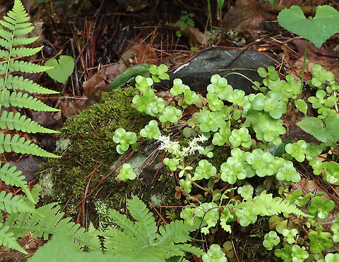 Woodland Stonecrop - Sedum ternatum Woodland Stonecrop has beautiful white flowers, which bloom April to May. This was my first time finding them in bloom!

The common name of "stonecrop" refers to its ability to thrive on boulders, where its succulent leaves help it to retain moisture in shallow soil.

Habitat: Bog
https://www.jungledragon.com/image/116098/woodland_stonecrop_-_sedum_ternatum.html
https://www.jungledragon.com/image/116101/woodland_stonecrop_-_sedum_ternatum.html
https://www.jungledragon.com/image/116100/woodland_stonecrop_-_sedum_ternatum.html
https://www.jungledragon.com/image/116099/woodland_stonecrop_-_sedum_ternatum.html
 Geotagged,Sedum,Sedum ternatum,Spring,United States,Woodland stonecrop,stonecrop
