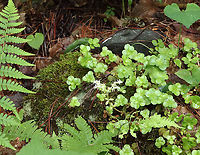 Woodland Stonecrop - Sedum ternatum Woodland Stonecrop has beautiful white flowers, which bloom April to May. This was my first time finding them in bloom!<br />
<br />
The common name of "stonecrop" refers to its ability to thrive on boulders, where its succulent leaves help it to retain moisture in shallow soil.<br />
<br />
Habitat: Bog<br />
https://www.jungledragon.com/image/116098/woodland_stonecrop_-_sedum_ternatum.html<br />
https://www.jungledragon.com/image/116101/woodland_stonecrop_-_sedum_ternatum.html<br />
https://www.jungledragon.com/image/116100/woodland_stonecrop_-_sedum_ternatum.html<br />
https://www.jungledragon.com/image/116099/woodland_stonecrop_-_sedum_ternatum.html<br />
 Geotagged,Sedum,Sedum ternatum,Spring,United States,Woodland stonecrop,stonecrop