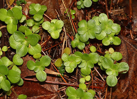 Woodland Stonecrop - Sedum ternatum Woodland Stonecrop has beautiful white flowers, which bloom April to May. This was my first time finding them in bloom!

The common name of "stonecrop" refers to its ability to thrive on boulders, where its succulent leaves help it to retain moisture in shallow soil.

Habitat: Bog
https://www.jungledragon.com/image/116098/woodland_stonecrop_-_sedum_ternatum.html
https://www.jungledragon.com/image/116101/woodland_stonecrop_-_sedum_ternatum.html
https://www.jungledragon.com/image/116100/woodland_stonecrop_-_sedum_ternatum.html
https://www.jungledragon.com/image/116099/woodland_stonecrop_-_sedum_ternatum.html
 Geotagged,Sedum ternatum,Spring,United States,Woodland stonecrop