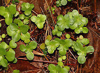 Woodland Stonecrop - Sedum ternatum Woodland Stonecrop has beautiful white flowers, which bloom April to May. This was my first time finding them in bloom!<br />
<br />
The common name of "stonecrop" refers to its ability to thrive on boulders, where its succulent leaves help it to retain moisture in shallow soil.<br />
<br />
Habitat: Bog<br />
https://www.jungledragon.com/image/116098/woodland_stonecrop_-_sedum_ternatum.html<br />
https://www.jungledragon.com/image/116101/woodland_stonecrop_-_sedum_ternatum.html<br />
https://www.jungledragon.com/image/116100/woodland_stonecrop_-_sedum_ternatum.html<br />
https://www.jungledragon.com/image/116099/woodland_stonecrop_-_sedum_ternatum.html<br />
 Geotagged,Sedum ternatum,Spring,United States,Woodland stonecrop