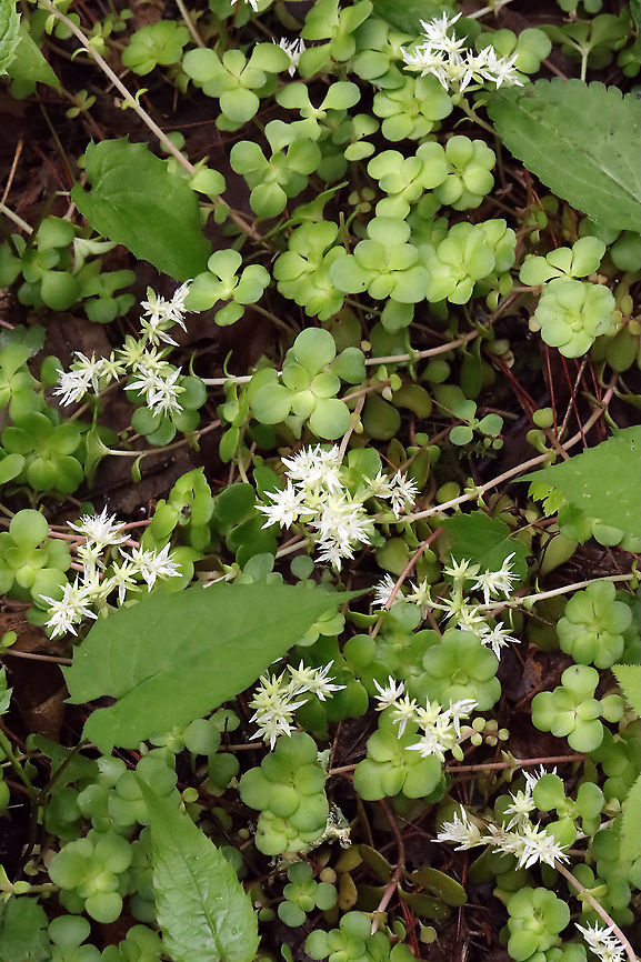 Woodland Stonecrop - Sedum ternatum Woodland Stonecrop has beautiful white flowers, which bloom April to May. This was my first time finding them in bloom!<br />
<br />
The common name of "stonecrop" refers to its ability to thrive on boulders, where its succulent leaves help it to retain moisture in shallow soil.<br />
<br />
Habitat: Bog<br />
<figure class="photo"><a href="https://www.jungledragon.com/image/116098/woodland_stonecrop_-_sedum_ternatum.html" title="Woodland Stonecrop - Sedum ternatum"><img src="https://s3.amazonaws.com/media.jungledragon.com/images/3232/116098_thumb.jpg?AWSAccessKeyId=05GMT0V3GWVNE7GGM1R2&Expires=1759968010&Signature=YBZyiOjkXu8MnlIp4U0ZJle6dbY%3D" width="200" height="166" alt="Woodland Stonecrop - Sedum ternatum Woodland Stonecrop has beautiful white flowers, which bloom April to May. This was my first time finding them in bloom!<br />
<br />
The common name of "stonecrop" refers to its ability to thrive on boulders, where its succulent leaves help it to retain moisture in shallow soil.<br />
<br />
Habitat: Bog<br />
https://www.jungledragon.com/image/116098/woodland_stonecrop_-_sedum_ternatum.html<br />
https://www.jungledragon.com/image/116101/woodland_stonecrop_-_sedum_ternatum.html<br />
https://www.jungledragon.com/image/116100/woodland_stonecrop_-_sedum_ternatum.html<br />
https://www.jungledragon.com/image/116099/woodland_stonecrop_-_sedum_ternatum.html<br />
Geotagged,Sedum ternatum,Spring,United States,Woodland stonecrop" /></a></figure><br />
<figure class="photo"><a href="https://www.jungledragon.com/image/116101/woodland_stonecrop_-_sedum_ternatum.html" title="Woodland Stonecrop - Sedum ternatum"><img src="https://s3.amazonaws.com/media.jungledragon.com/images/3232/116101_thumb.jpg?AWSAccessKeyId=05GMT0V3GWVNE7GGM1R2&Expires=1759968010&Signature=QA%2F7QAlKr9oOYD5RV%2BpotTZZHLg%3D" width="102" height="152" alt="Woodland Stonecrop - Sedum ternatum Woodland Stonecrop has beautiful white flowers, which bloom April to May. This was my first time finding them in bloom!<br />
<br />
The common name of "stonecrop" refers to its ability to thrive on boulders, where its succulent leaves help it to retain moisture in shallow soil.<br />
<br />
Habitat: Bog<br />
https://www.jungledragon.com/image/116098/woodland_stonecrop_-_sedum_ternatum.html<br />
https://www.jungledragon.com/image/116101/woodland_stonecrop_-_sedum_ternatum.html<br />
https://www.jungledragon.com/image/116100/woodland_stonecrop_-_sedum_ternatum.html<br />
https://www.jungledragon.com/image/116099/woodland_stonecrop_-_sedum_ternatum.html<br />
Geotagged,Sedum ternatum,Spring,United States,Woodland stonecrop" /></a></figure><br />
<figure class="photo"><a href="https://www.jungledragon.com/image/116100/woodland_stonecrop_-_sedum_ternatum.html" title="Woodland Stonecrop - Sedum ternatum"><img src="https://s3.amazonaws.com/media.jungledragon.com/images/3232/116100_thumb.jpg?AWSAccessKeyId=05GMT0V3GWVNE7GGM1R2&Expires=1759968010&Signature=1C5MJXmJwy2h4x42CQYgQ44NPzs%3D" width="200" height="146" alt="Woodland Stonecrop - Sedum ternatum Woodland Stonecrop has beautiful white flowers, which bloom April to May. This was my first time finding them in bloom!<br />
<br />
The common name of "stonecrop" refers to its ability to thrive on boulders, where its succulent leaves help it to retain moisture in shallow soil.<br />
<br />
Habitat: Bog<br />
https://www.jungledragon.com/image/116098/woodland_stonecrop_-_sedum_ternatum.html<br />
https://www.jungledragon.com/image/116101/woodland_stonecrop_-_sedum_ternatum.html<br />
https://www.jungledragon.com/image/116100/woodland_stonecrop_-_sedum_ternatum.html<br />
https://www.jungledragon.com/image/116099/woodland_stonecrop_-_sedum_ternatum.html<br />
Geotagged,Sedum ternatum,Spring,United States,Woodland stonecrop" /></a></figure><br />
<figure class="photo"><a href="https://www.jungledragon.com/image/116099/woodland_stonecrop_-_sedum_ternatum.html" title="Woodland Stonecrop - Sedum ternatum"><img src="https://s3.amazonaws.com/media.jungledragon.com/images/3232/116099_thumb.jpg?AWSAccessKeyId=05GMT0V3GWVNE7GGM1R2&Expires=1759968010&Signature=eZyk5SgB0VAqoQTYpskmGOB8p2o%3D" width="200" height="156" alt="Woodland Stonecrop - Sedum ternatum Woodland Stonecrop has beautiful white flowers, which bloom April to May. This was my first time finding them in bloom!<br />
<br />
The common name of "stonecrop" refers to its ability to thrive on boulders, where its succulent leaves help it to retain moisture in shallow soil.<br />
<br />
Habitat: Bog<br />
https://www.jungledragon.com/image/116098/woodland_stonecrop_-_sedum_ternatum.html<br />
https://www.jungledragon.com/image/116101/woodland_stonecrop_-_sedum_ternatum.html<br />
https://www.jungledragon.com/image/116100/woodland_stonecrop_-_sedum_ternatum.html<br />
https://www.jungledragon.com/image/116099/woodland_stonecrop_-_sedum_ternatum.html<br />
Geotagged,Sedum,Sedum ternatum,Spring,United States,Woodland stonecrop,stonecrop" /></a></figure><br />
Geotagged,Sedum ternatum,Spring,United States,Woodland stonecrop