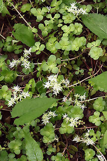 Woodland Stonecrop - Sedum ternatum Woodland Stonecrop has beautiful white flowers, which bloom April to May. This was my first time finding them in bloom!
The common name of "stonecrop" refers to its ability to thrive on boulders, where its succulent leaves help it to retain moisture in shallow soil.
Habitat: Bog
https://www.jungledragon.com/image/116098/woodland_stonecrop_-_sedum_ternatum.html
https://www.jungledragon.com/image/116101/woodland_stonecrop_-_sedum_ternatum.html
https://www.jungledragon.com/image/116100/woodland_stonecrop_-_sedum_ternatum.html
https://www.jungledragon.com/image/116099/woodland_stonecrop_-_sedum_ternatum.html
Geotagged,Sedum ternatum,Spring,United States,Woodland stonecrop
