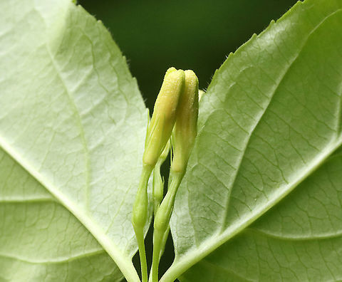 Northern Bush Honeysuckle - Diervilla lonicera Habitat: Mesic forest
https://www.jungledragon.com/image/116102/northern_bush_honeysuckle_-_diervilla_lonicera.html
https://www.jungledragon.com/image/116104/northern_bush_honeysuckle_-_diervilla_lonicera.html
https://www.jungledragon.com/image/116103/northern_bush_honeysuckle_-_diervilla_lonicera.html Diervilla lonicera,Geotagged,Northern bush honeysuckle,Spring,United States